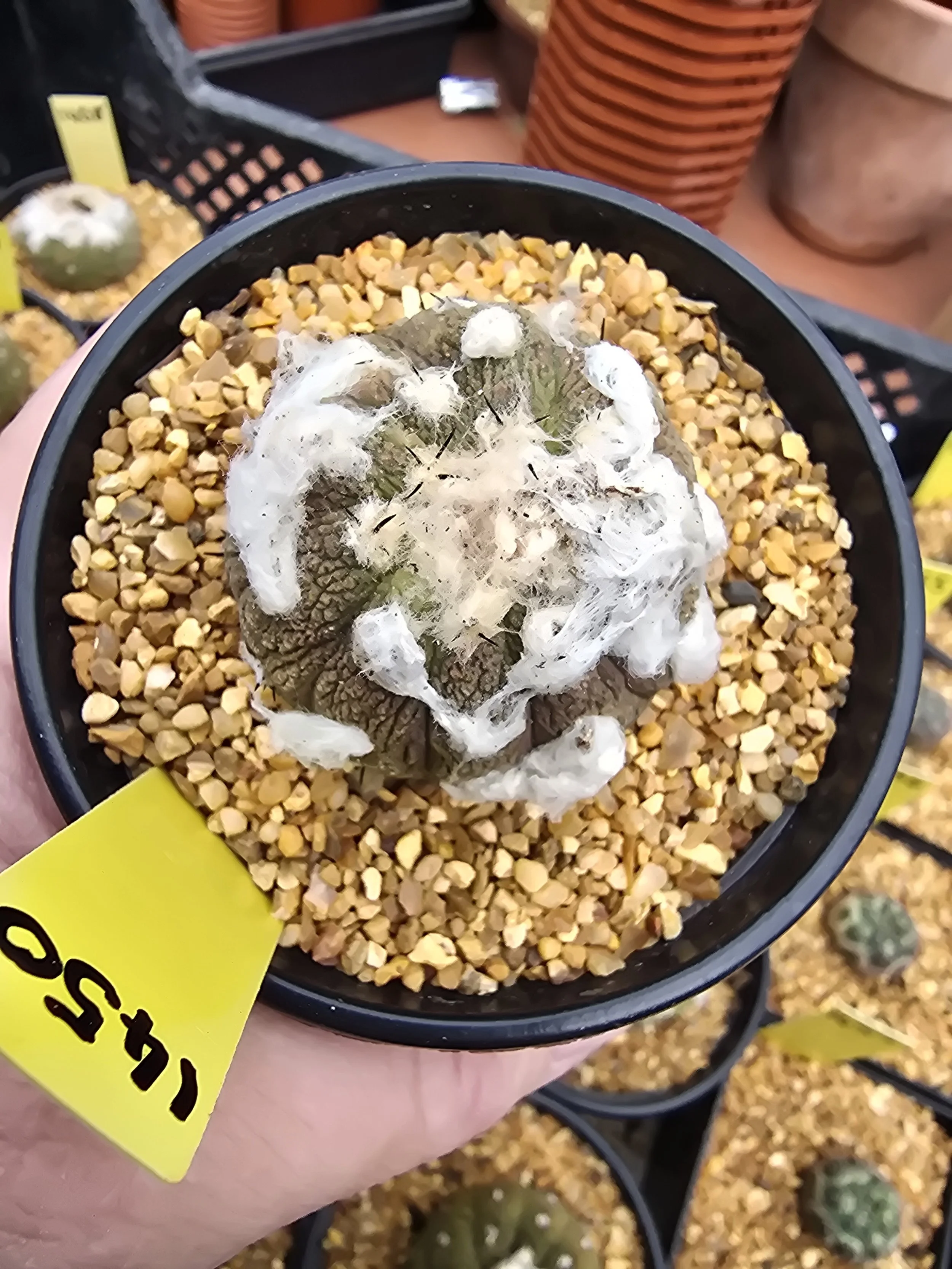 COPIAPOA HYPOGAEA CV. LIZARD SKIN