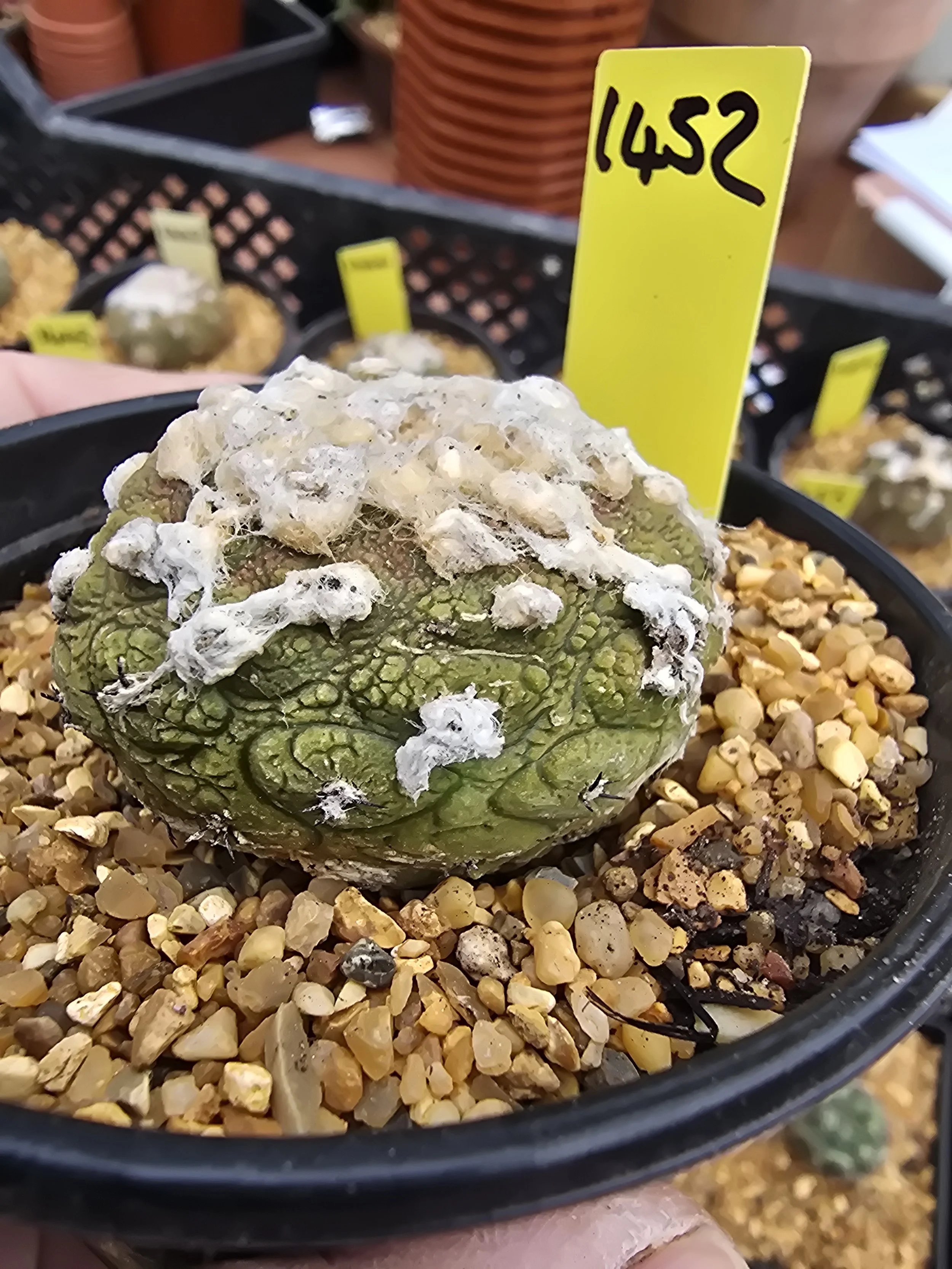 COPIAPOA HYPOGAEA CV. LIZARD SKIN