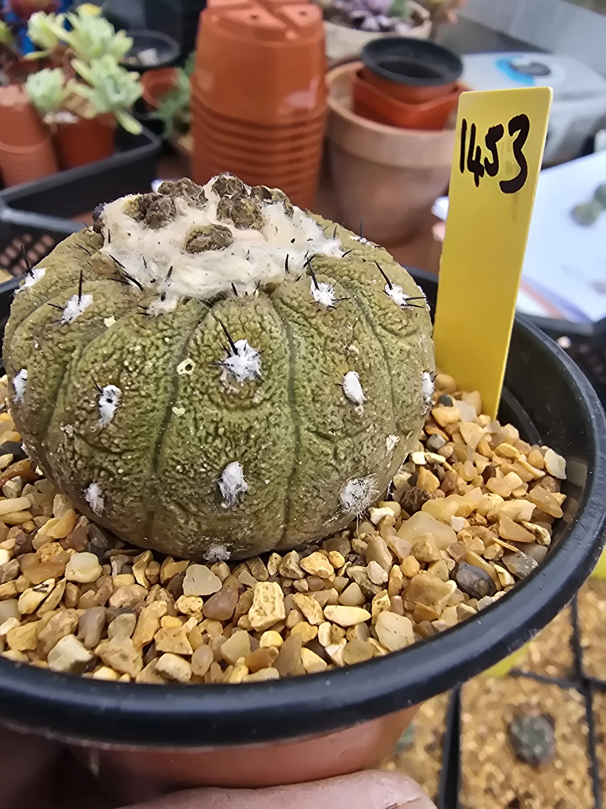 COPIAPOA HYPOGAEA CV. LIZARD SKIN