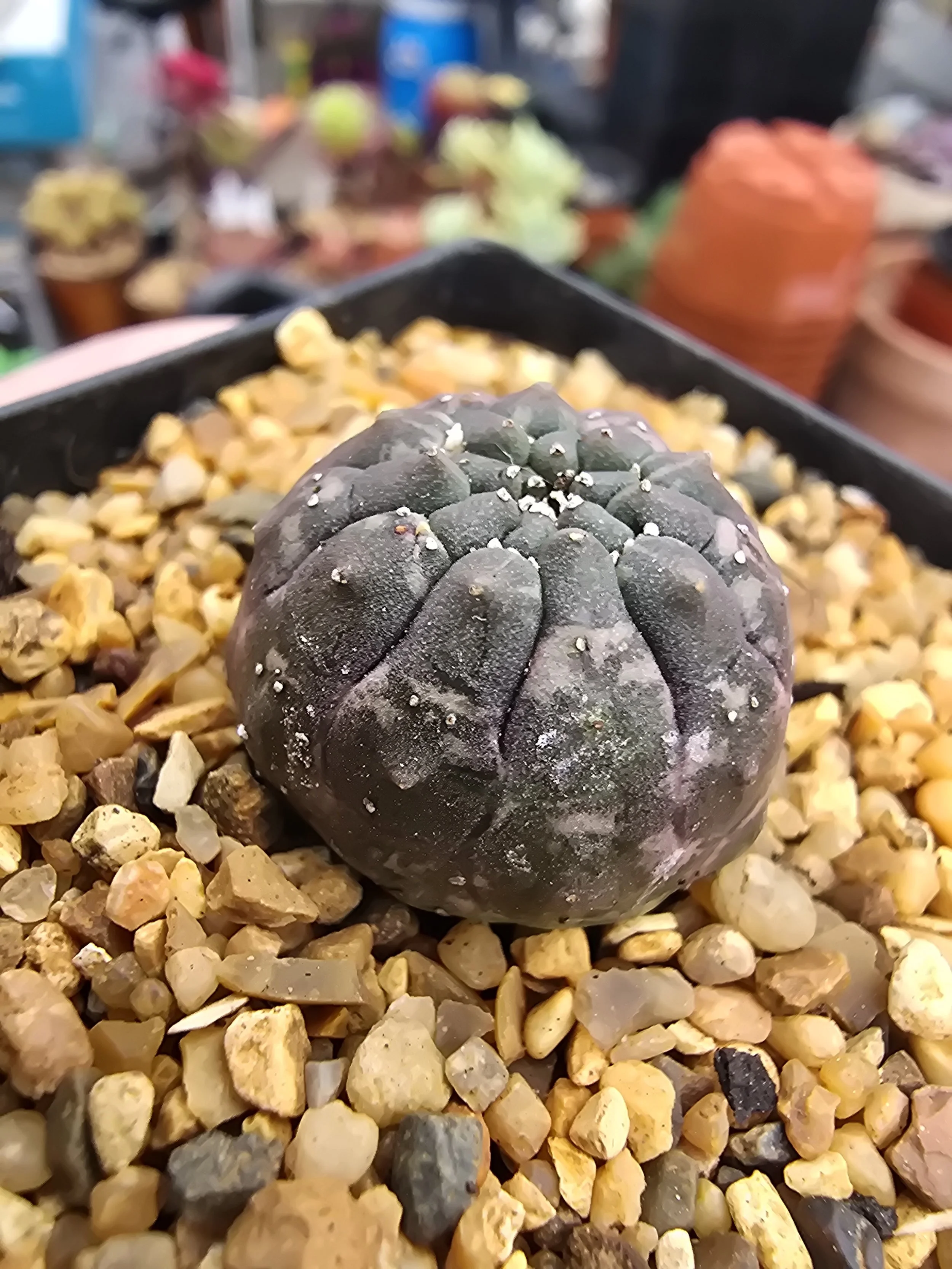 EUPHORBIA GYMNOCALYCIOIDES