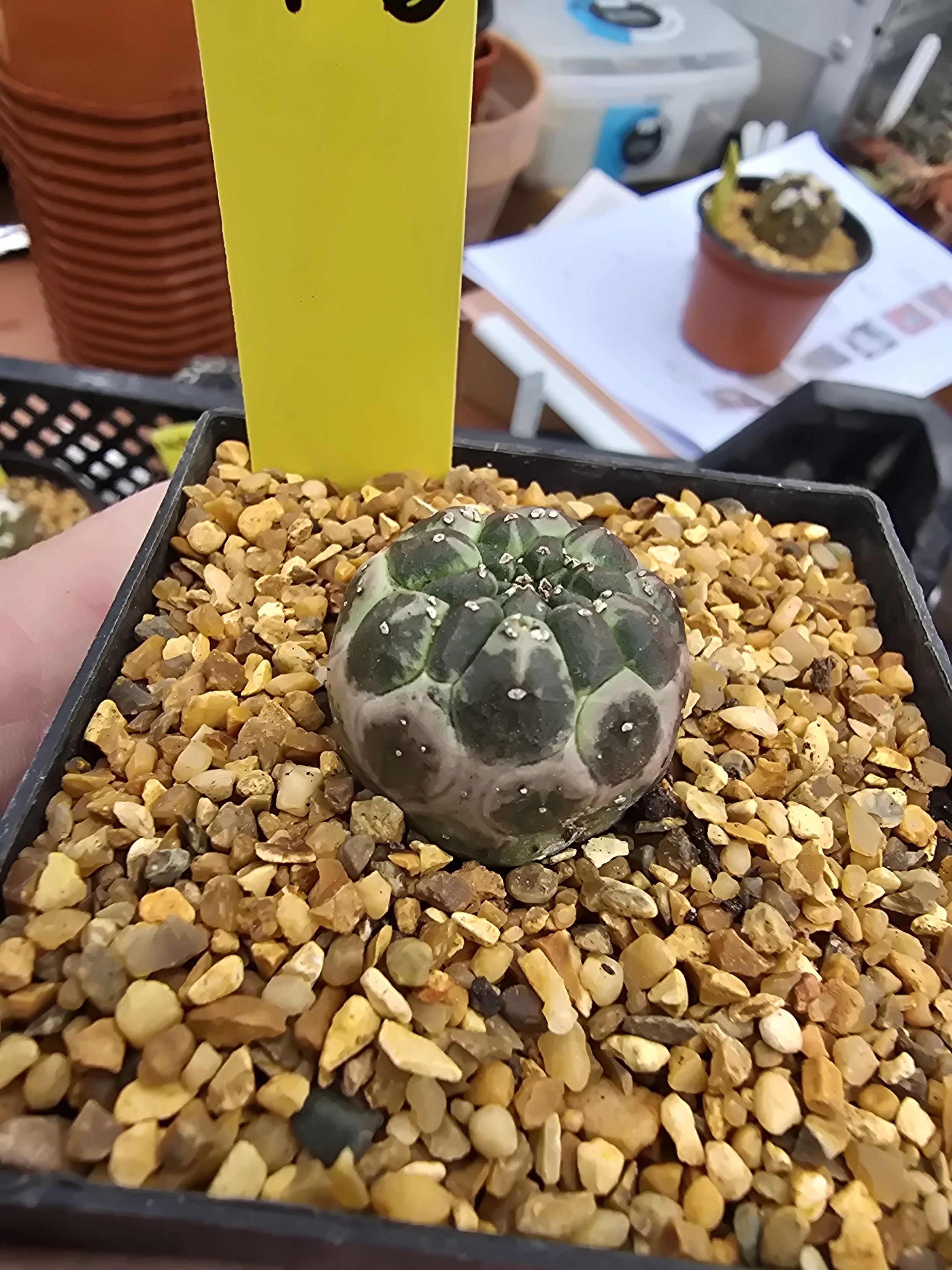 EUPHORBIA GYMNOCALYCIOIDES