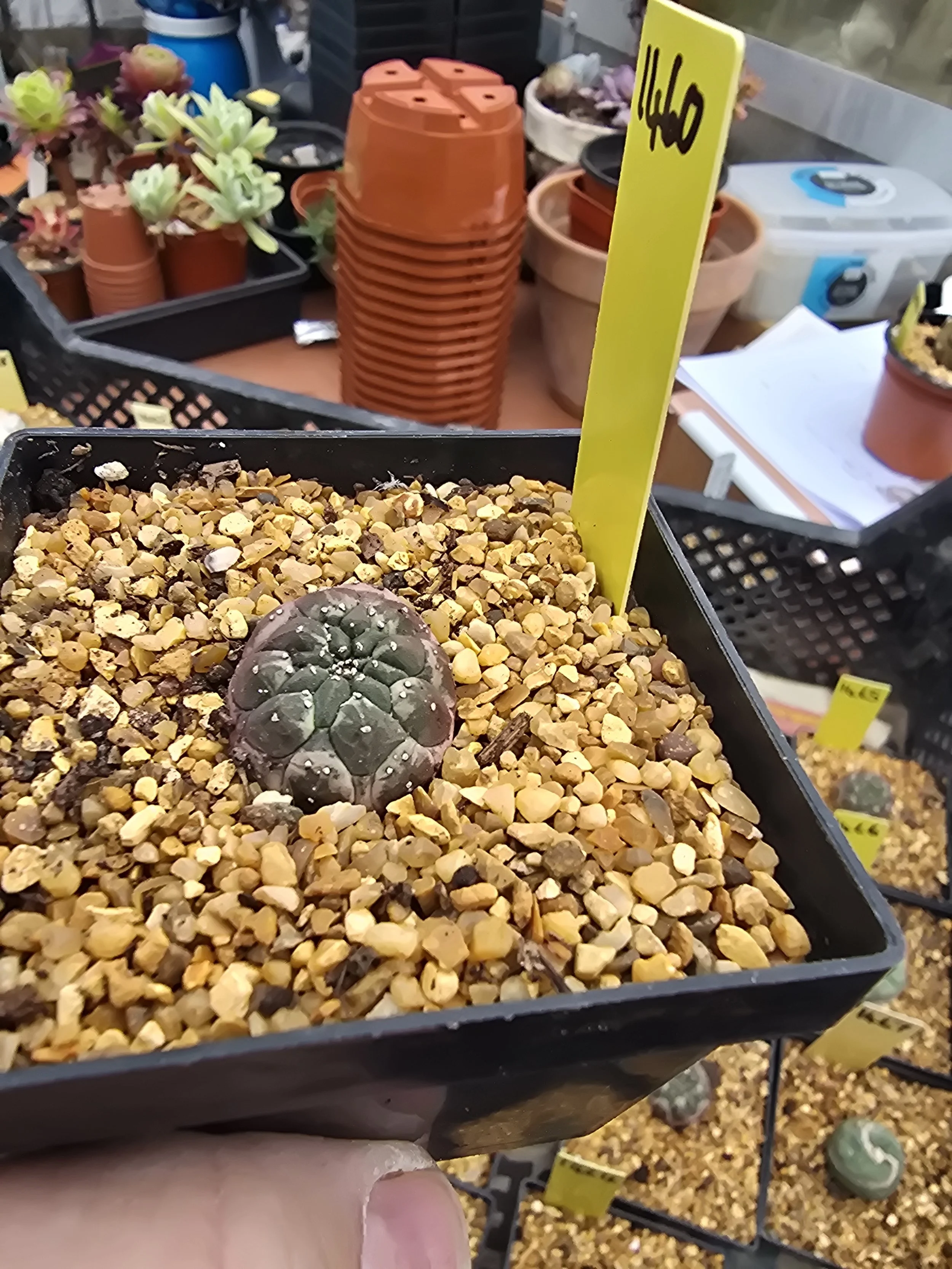 EUPHORBIA GYMNOCALYCIOIDES