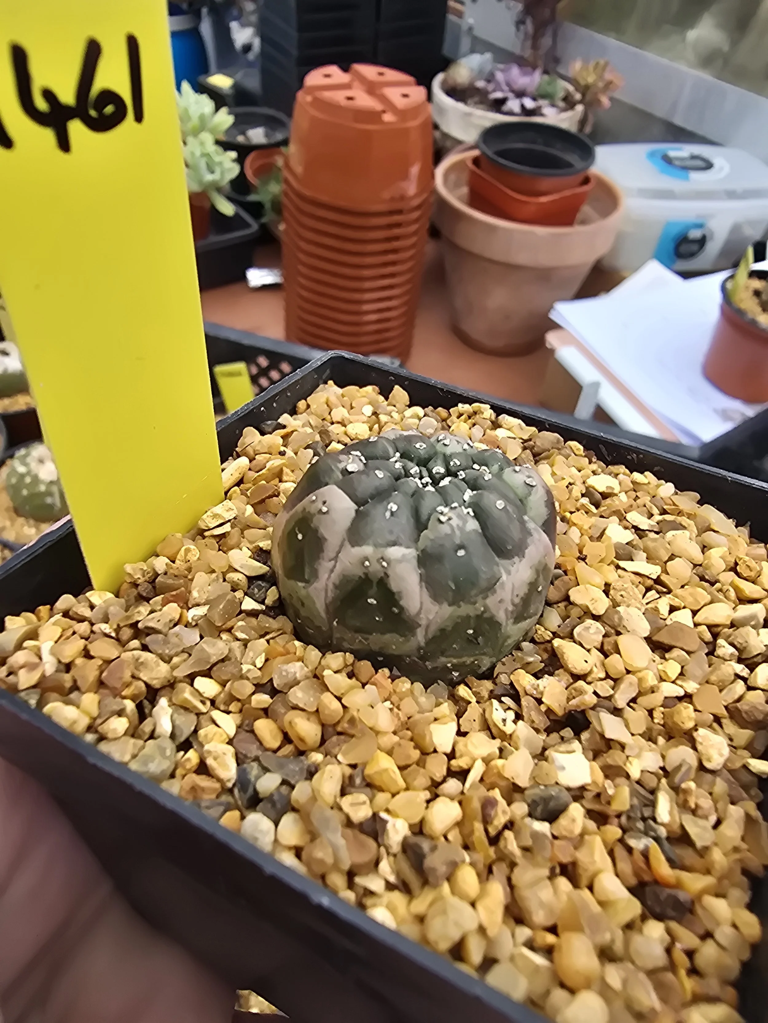 EUPHORBIA GYMNOCALYCIOIDES