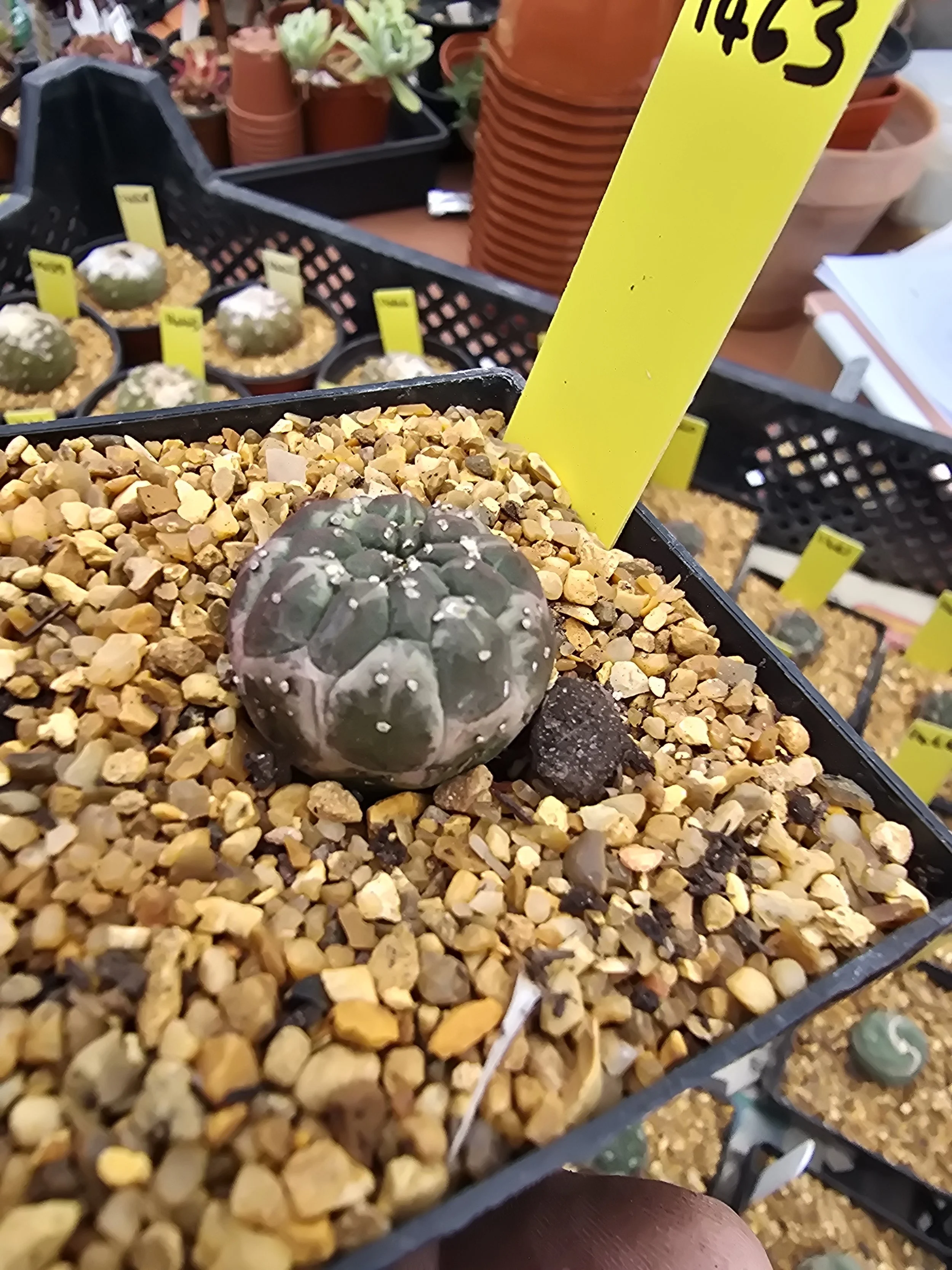 EUPHORBIA GYMNOCALYCIOIDES