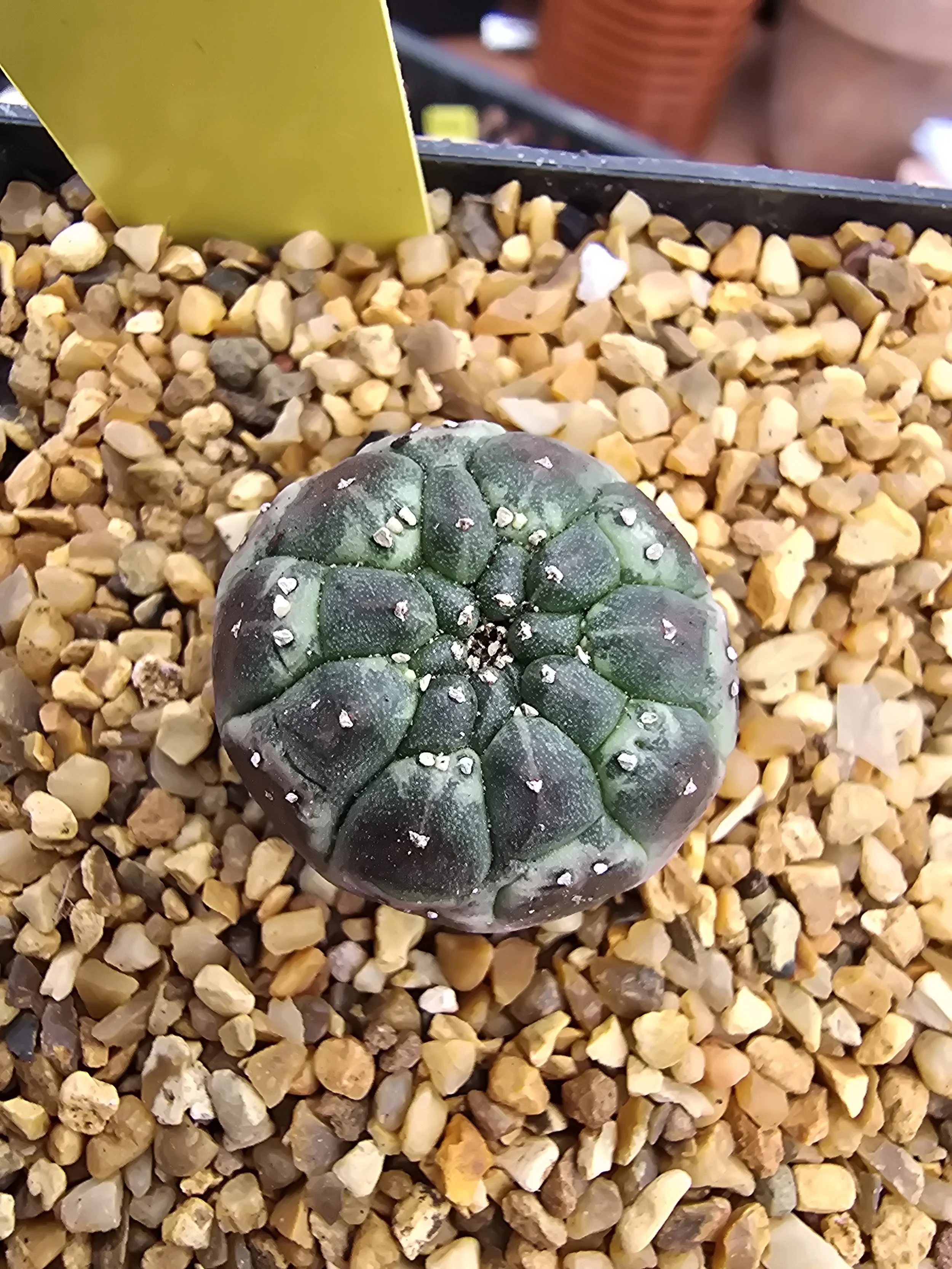 EUPHORBIA GYMNOCALYCIOIDES