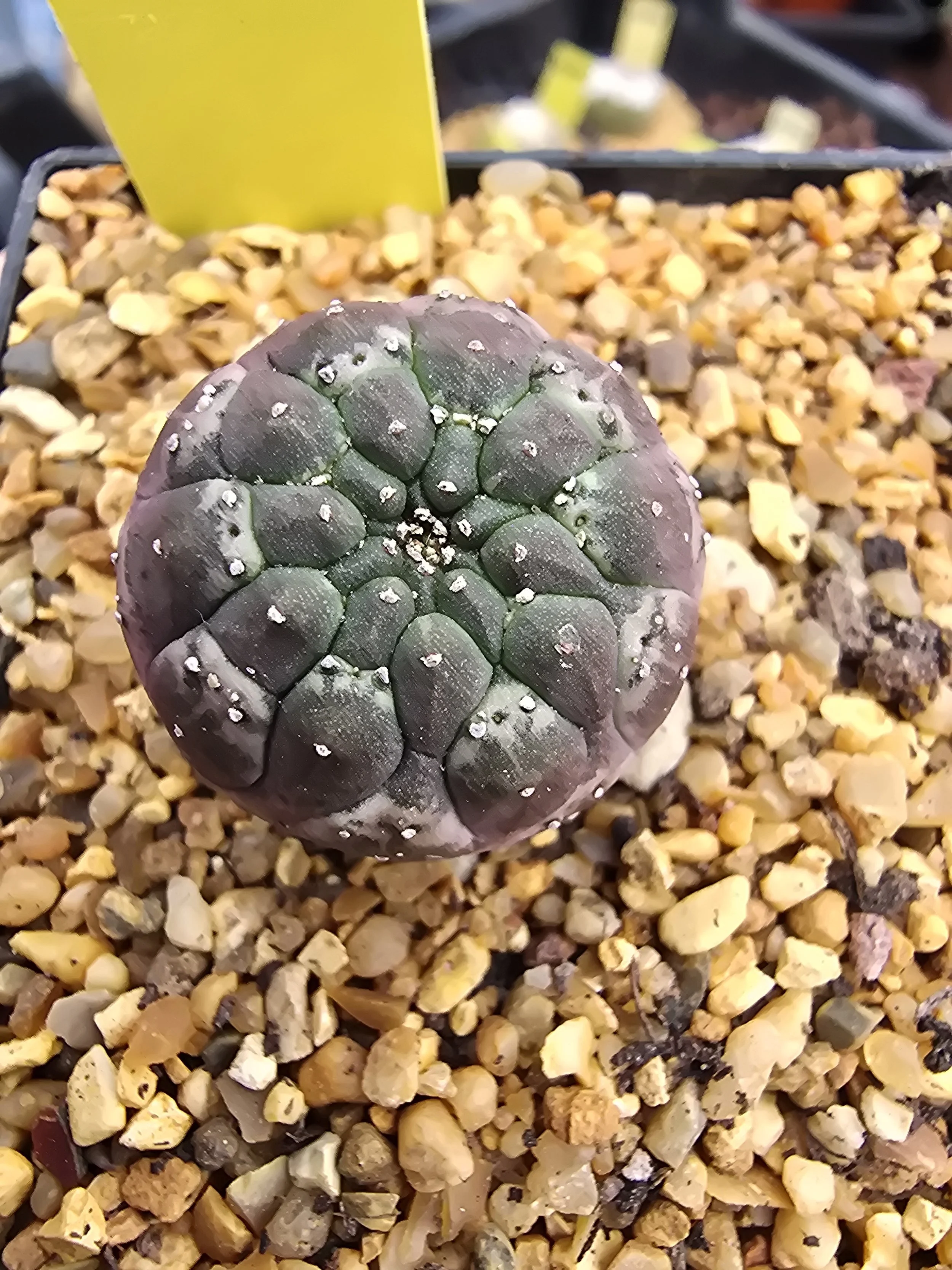 EUPHORBIA GYMNOCALYCIOIDES