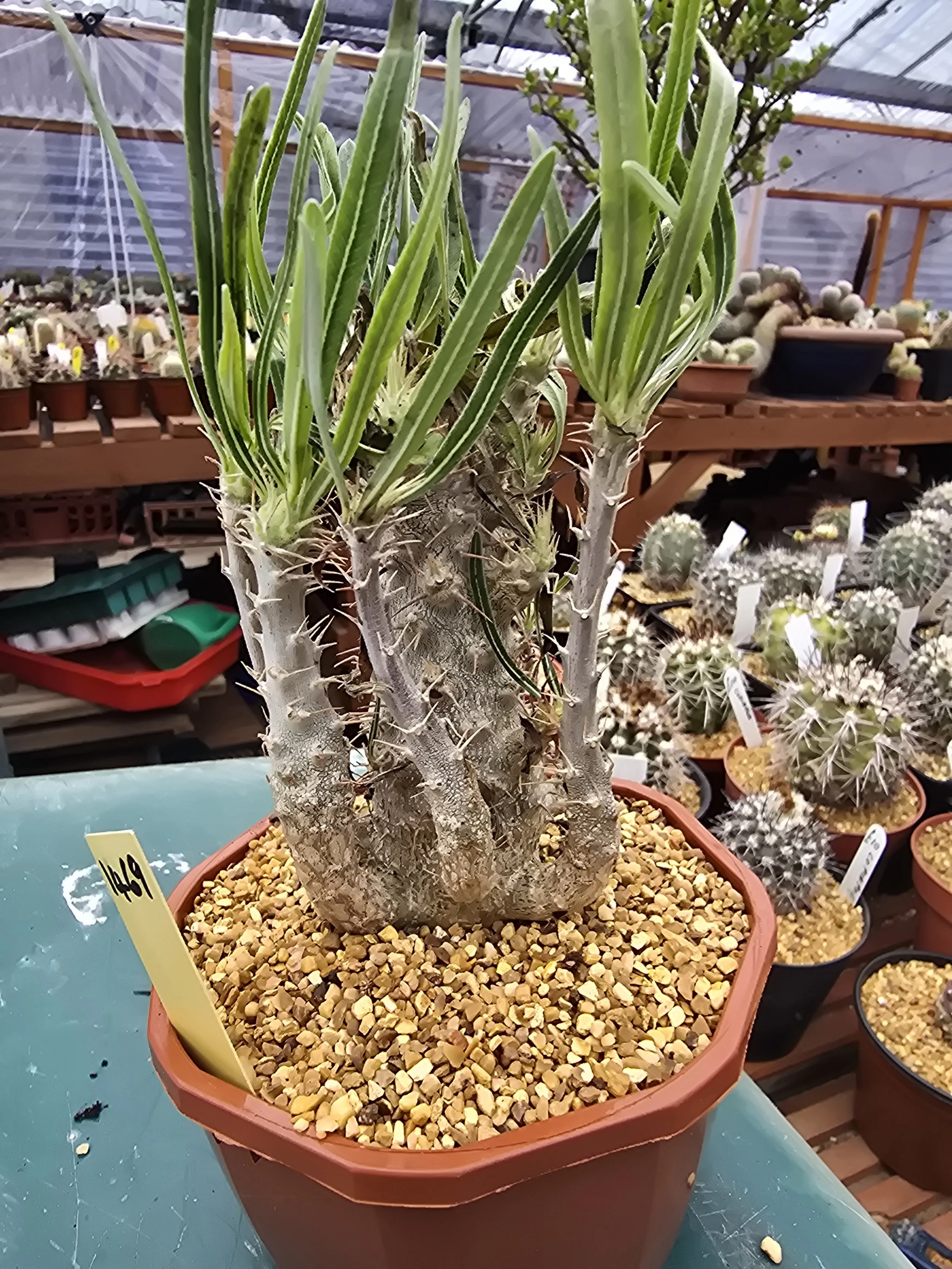 PACHYPODIUM ROSULATUM GARCILIUS