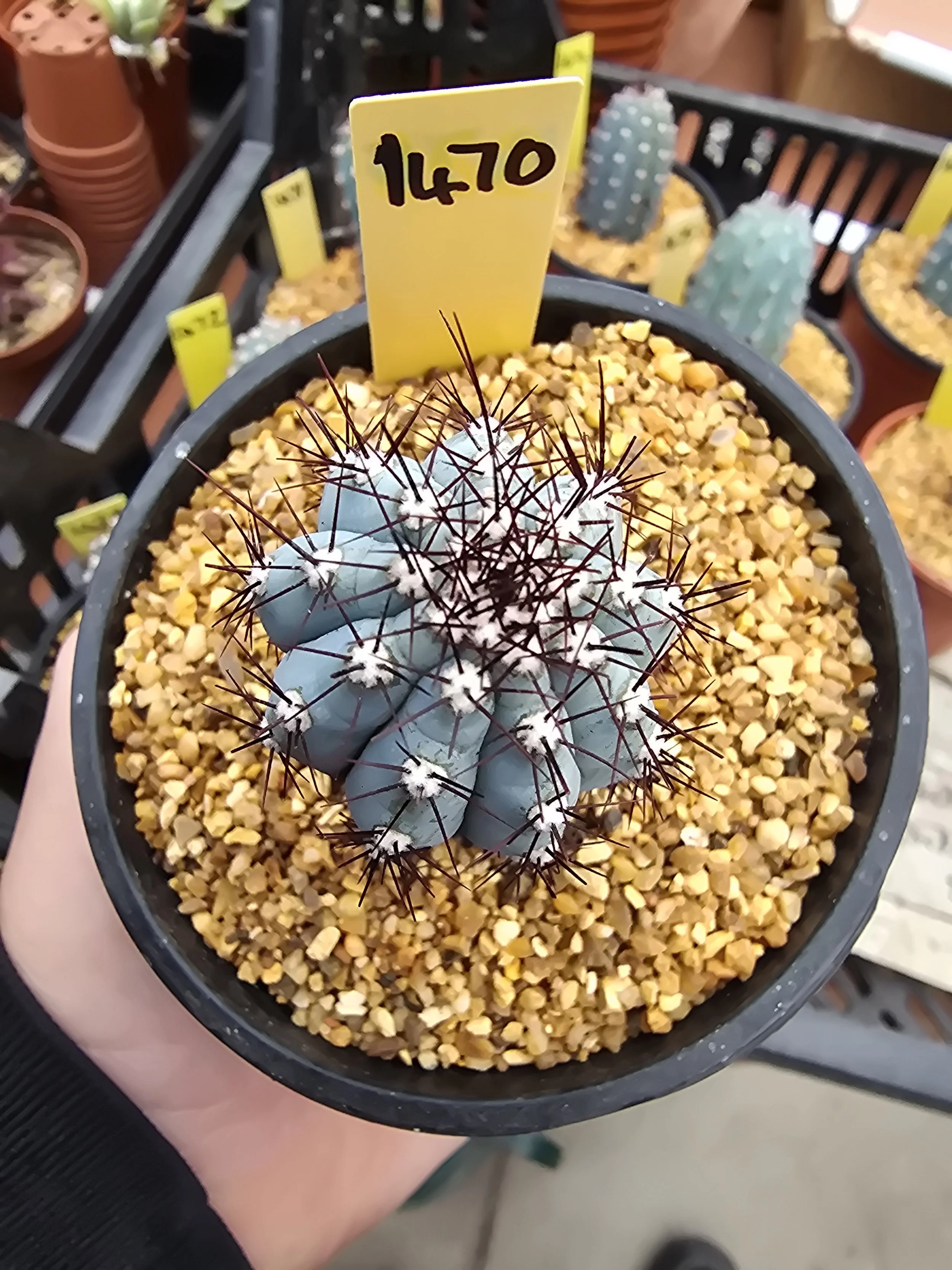 CIPOCEREUS BRADEI