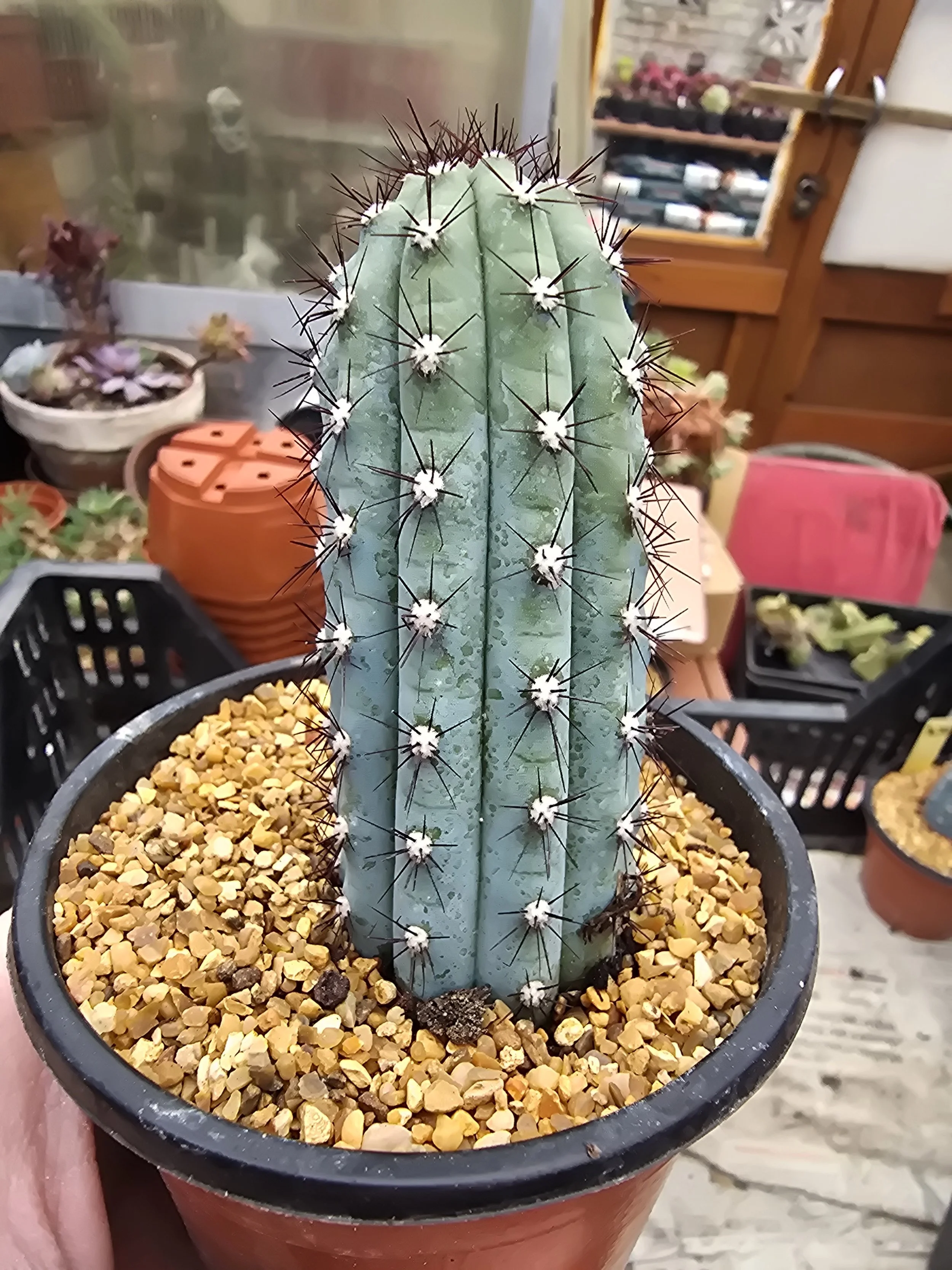 CIPOCEREUS BRADEI