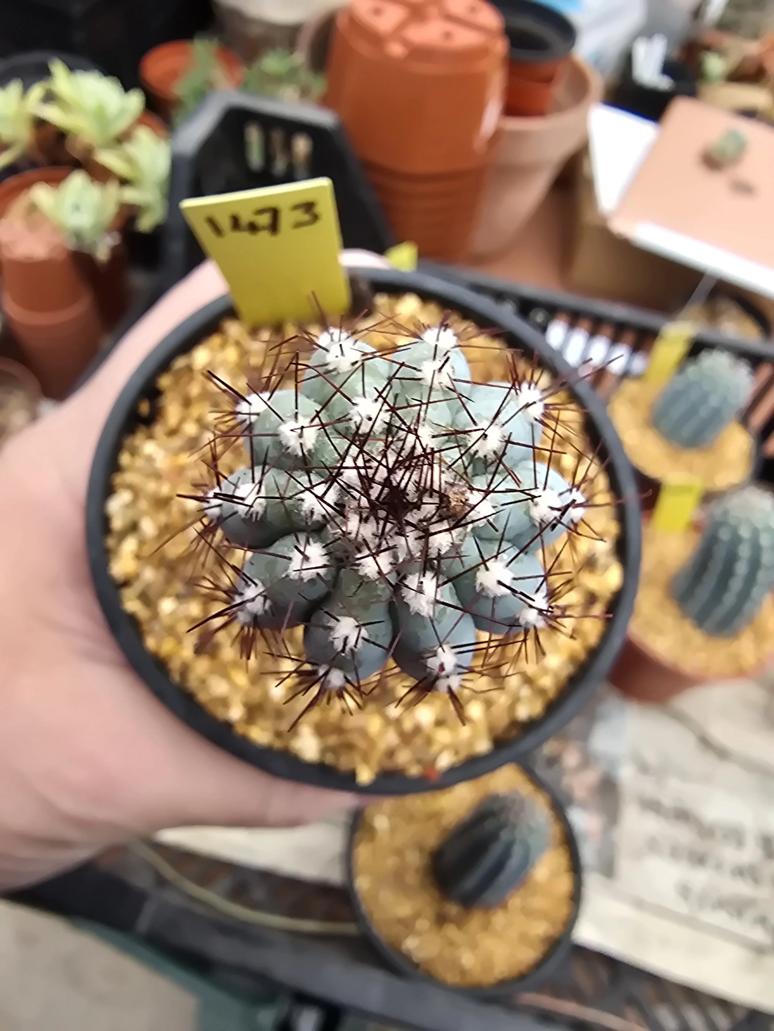 CIPOCEREUS BRADEI