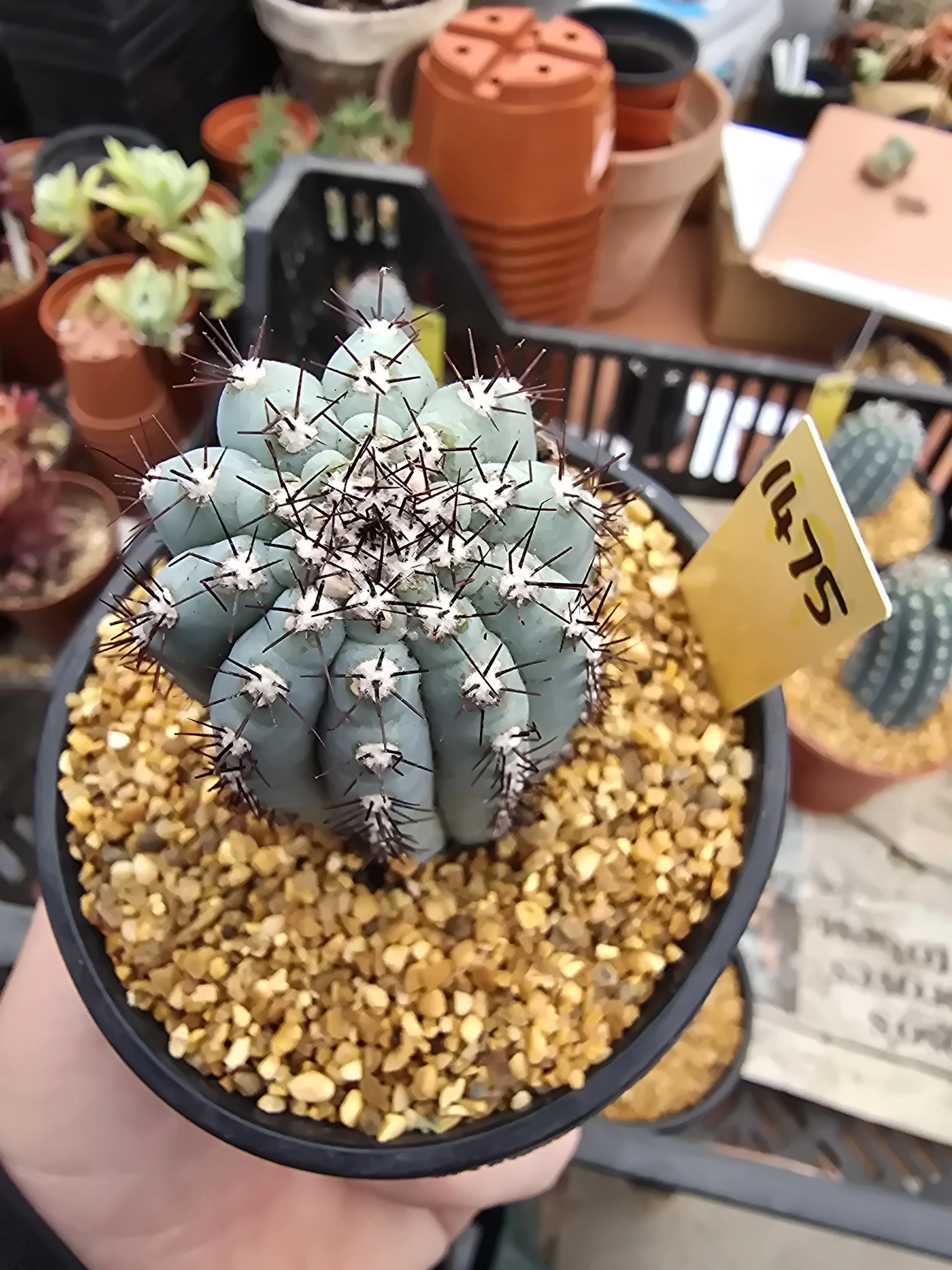 CIPOCEREUS BRADEI