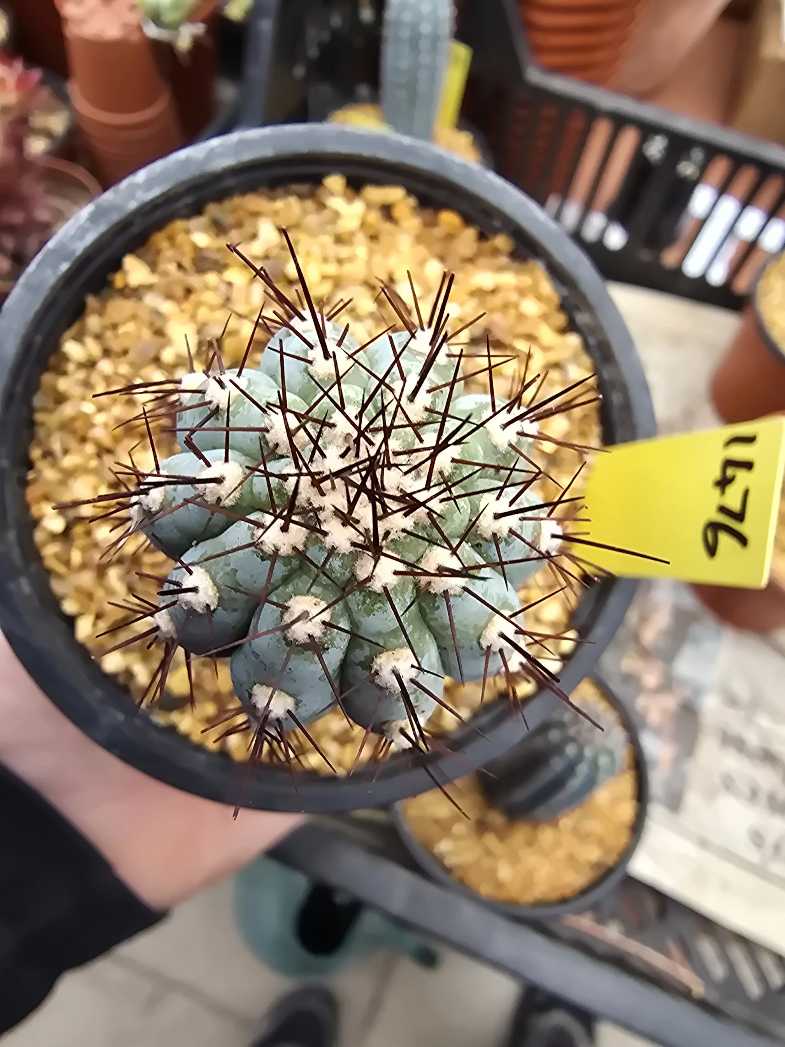 CIPOCEREUS BRADEI