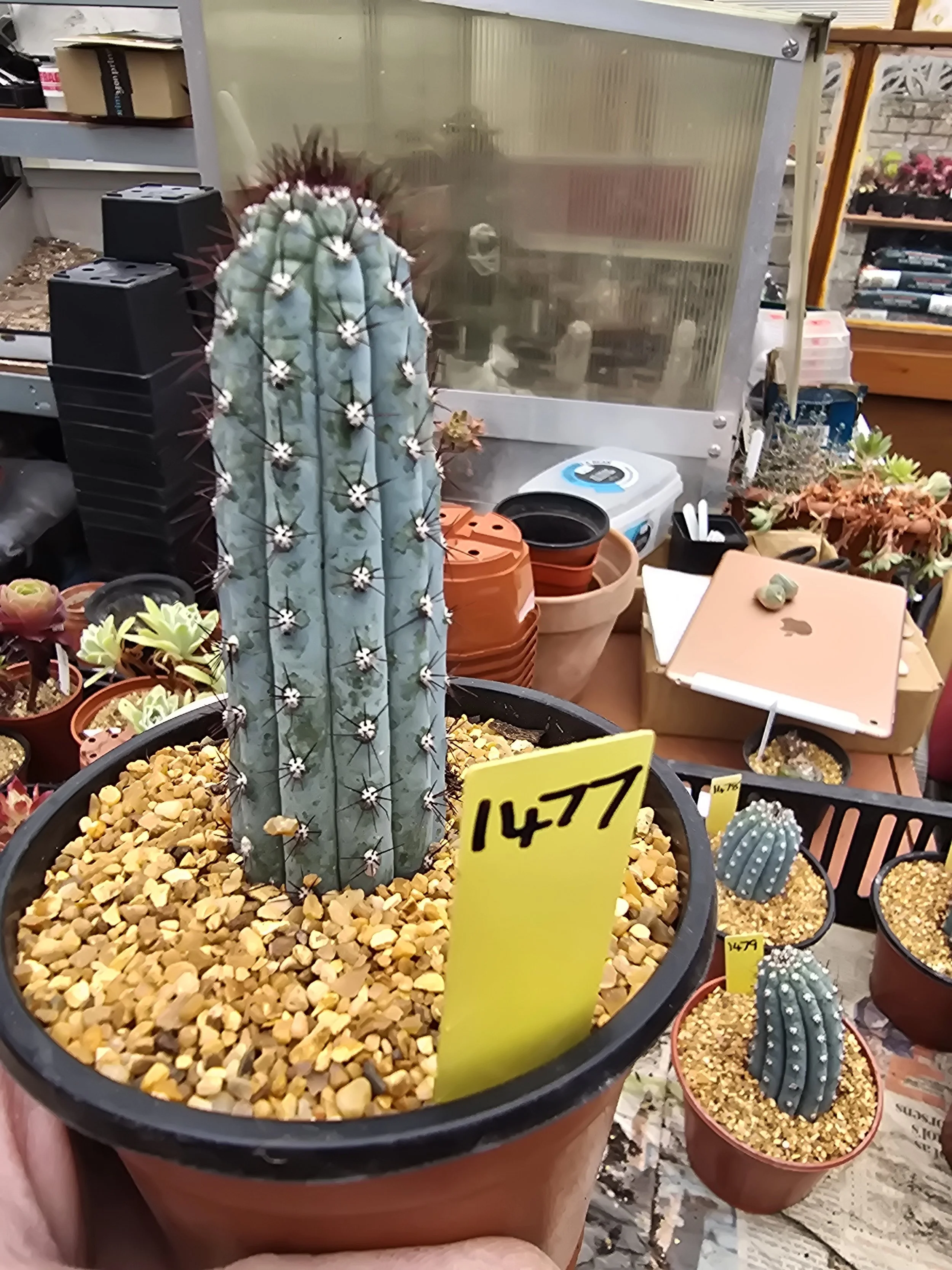 CIPOCEREUS BRADEI