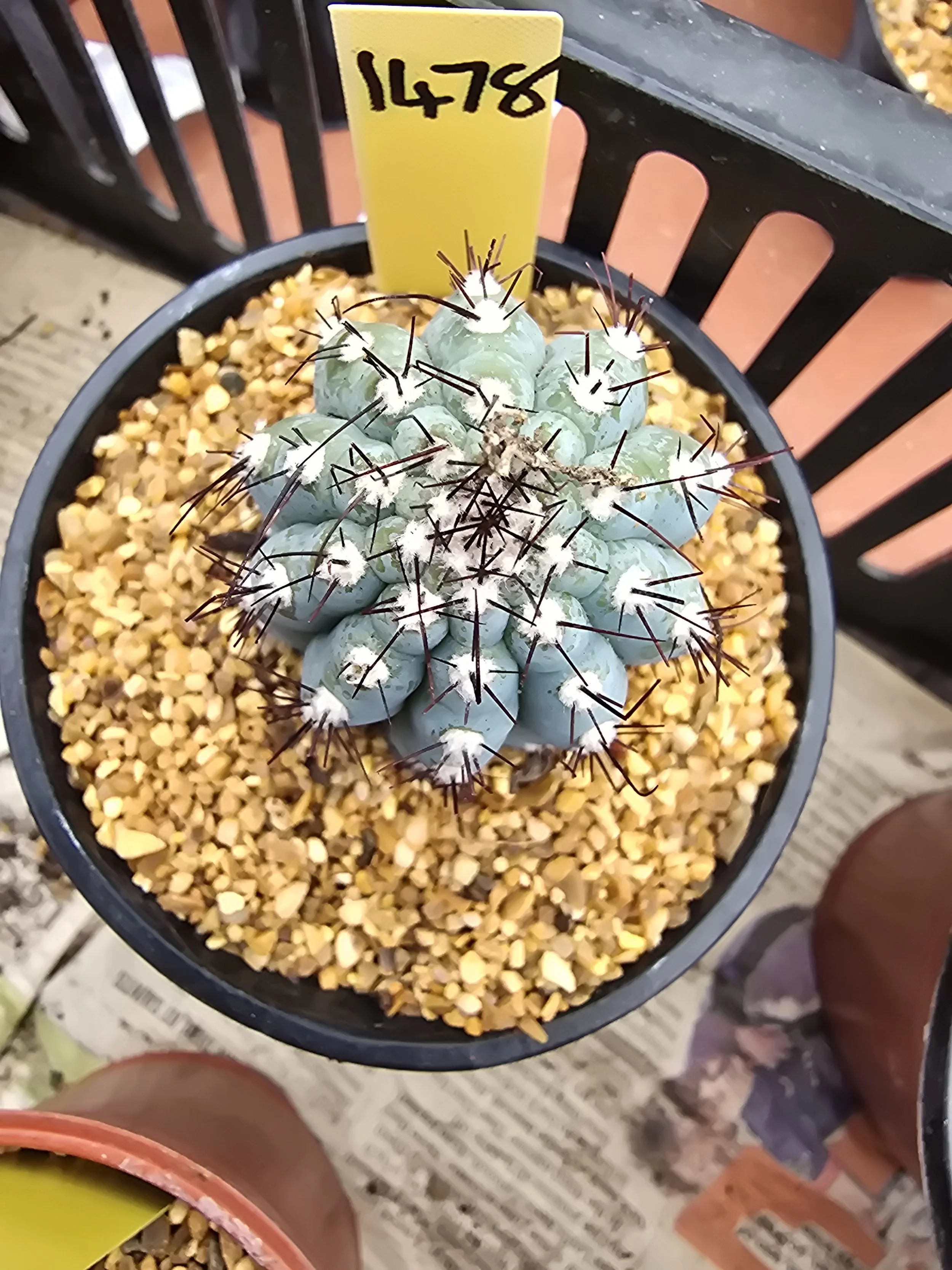 CIPOCEREUS BRADEI
