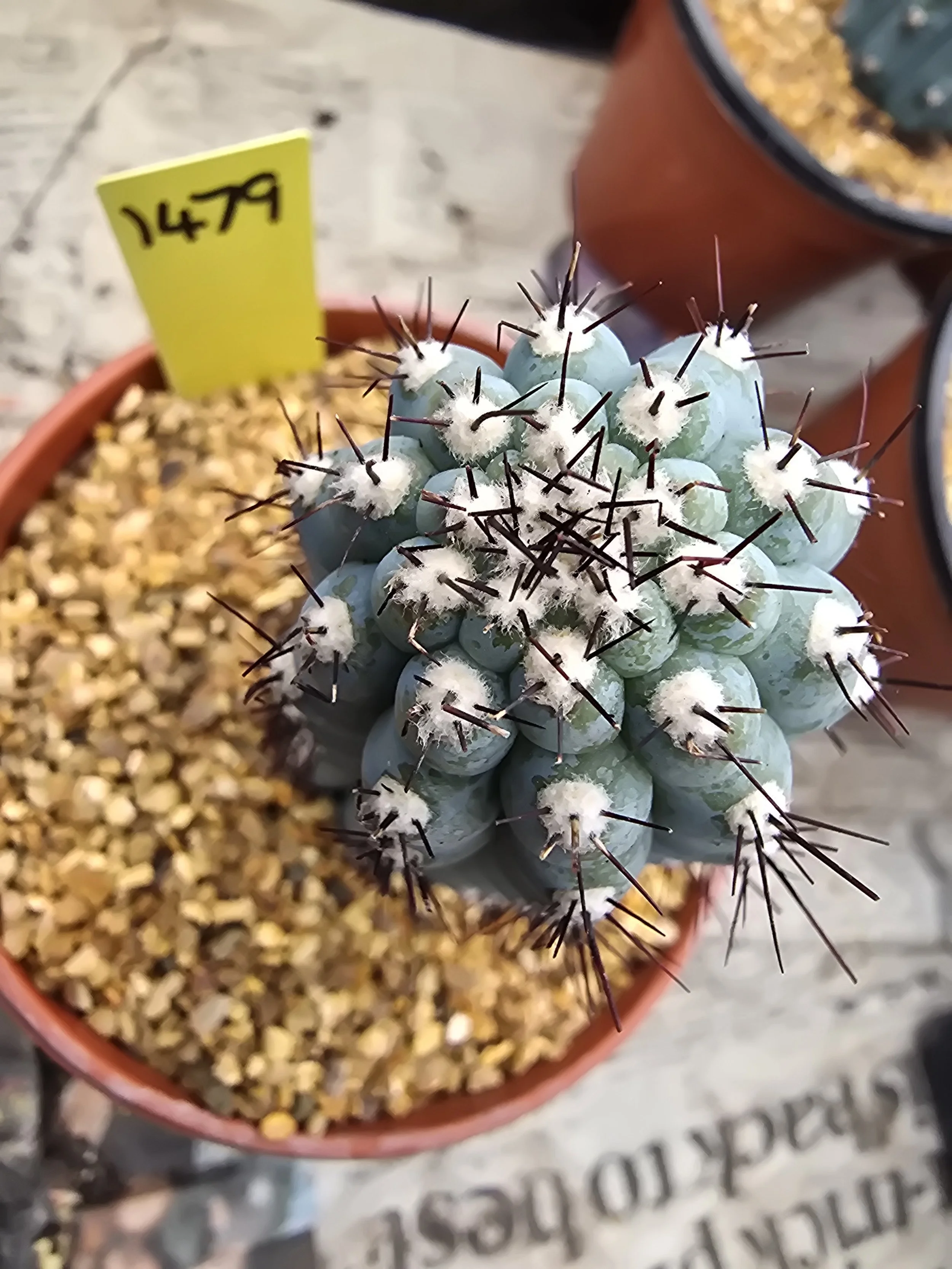 CIPOCEREUS BRADEI