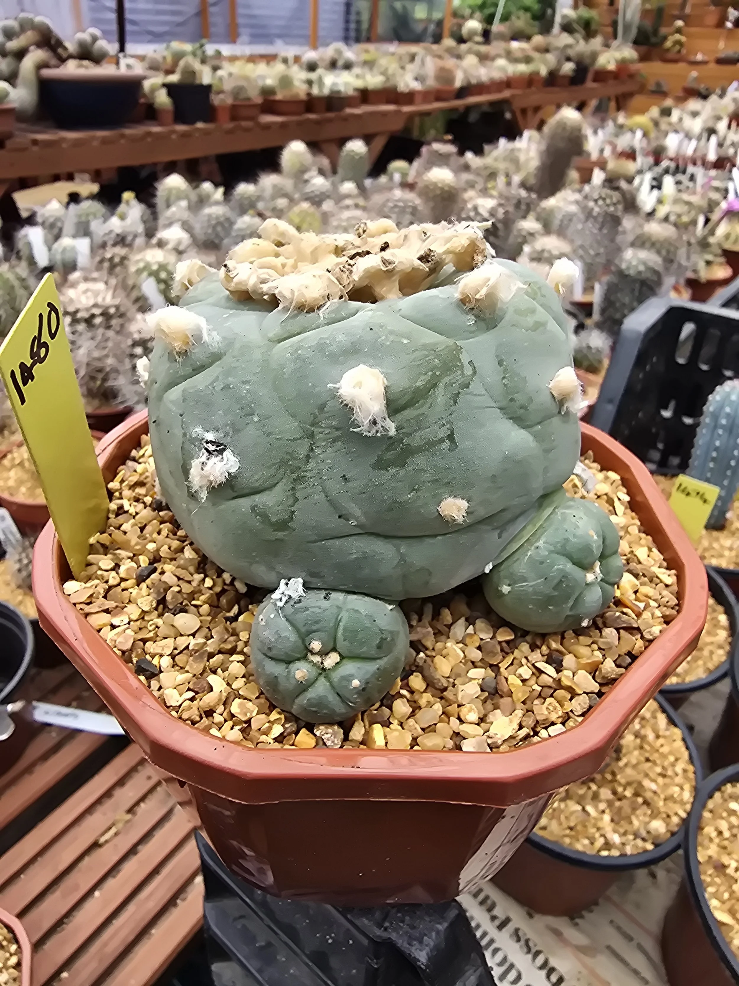 LOPHOPHORA
