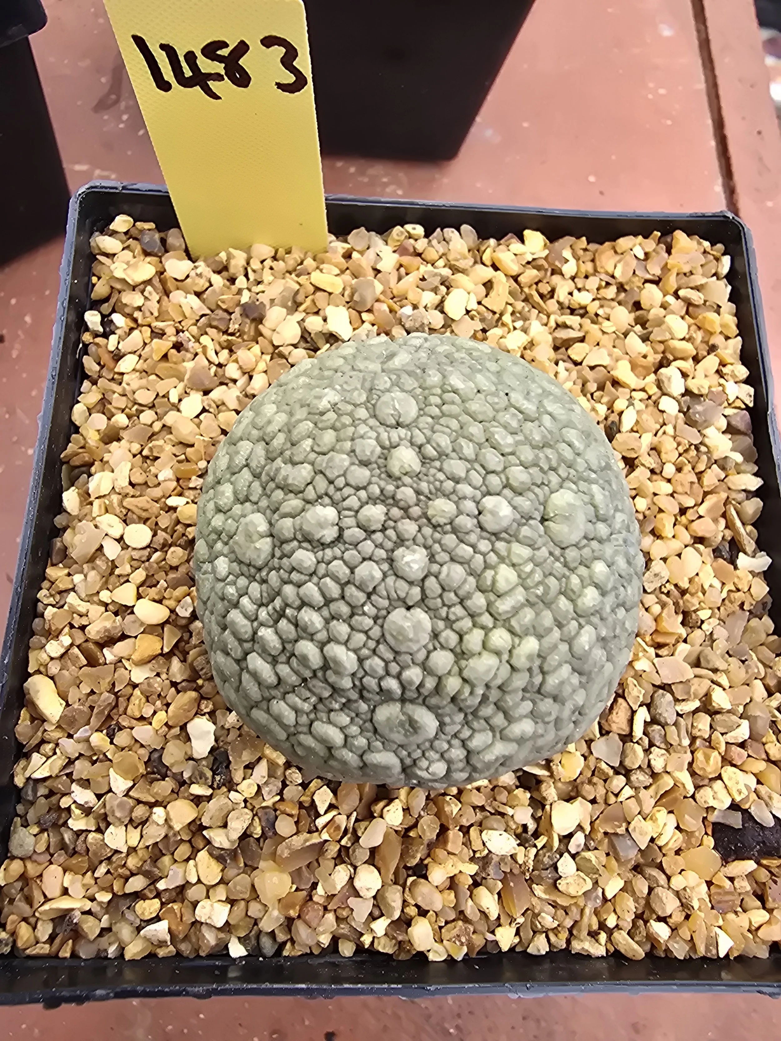 PSEUDOLITHOS MIGIURTINUS