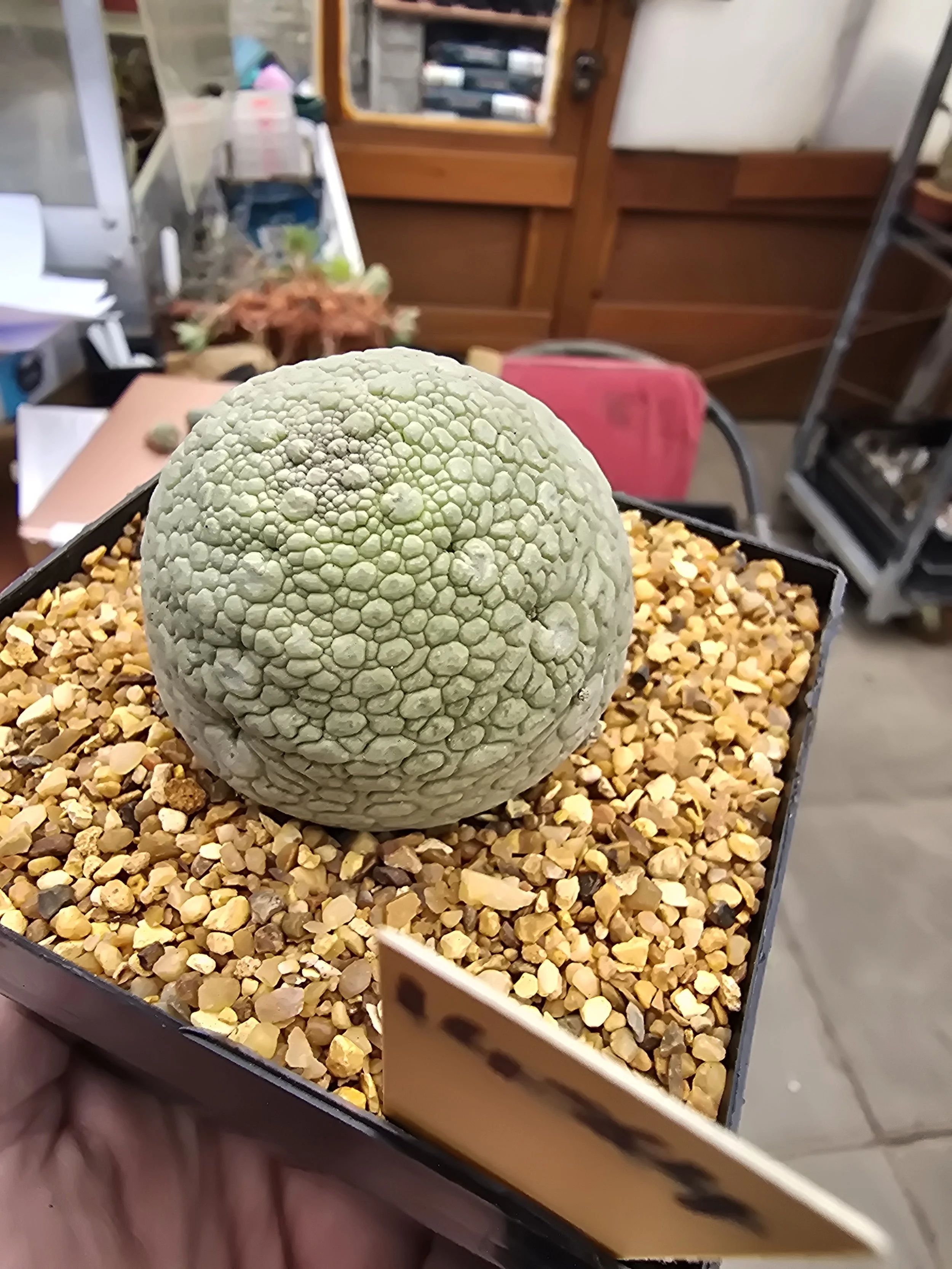 PSEUDOLITHOS MIGIURTINUS