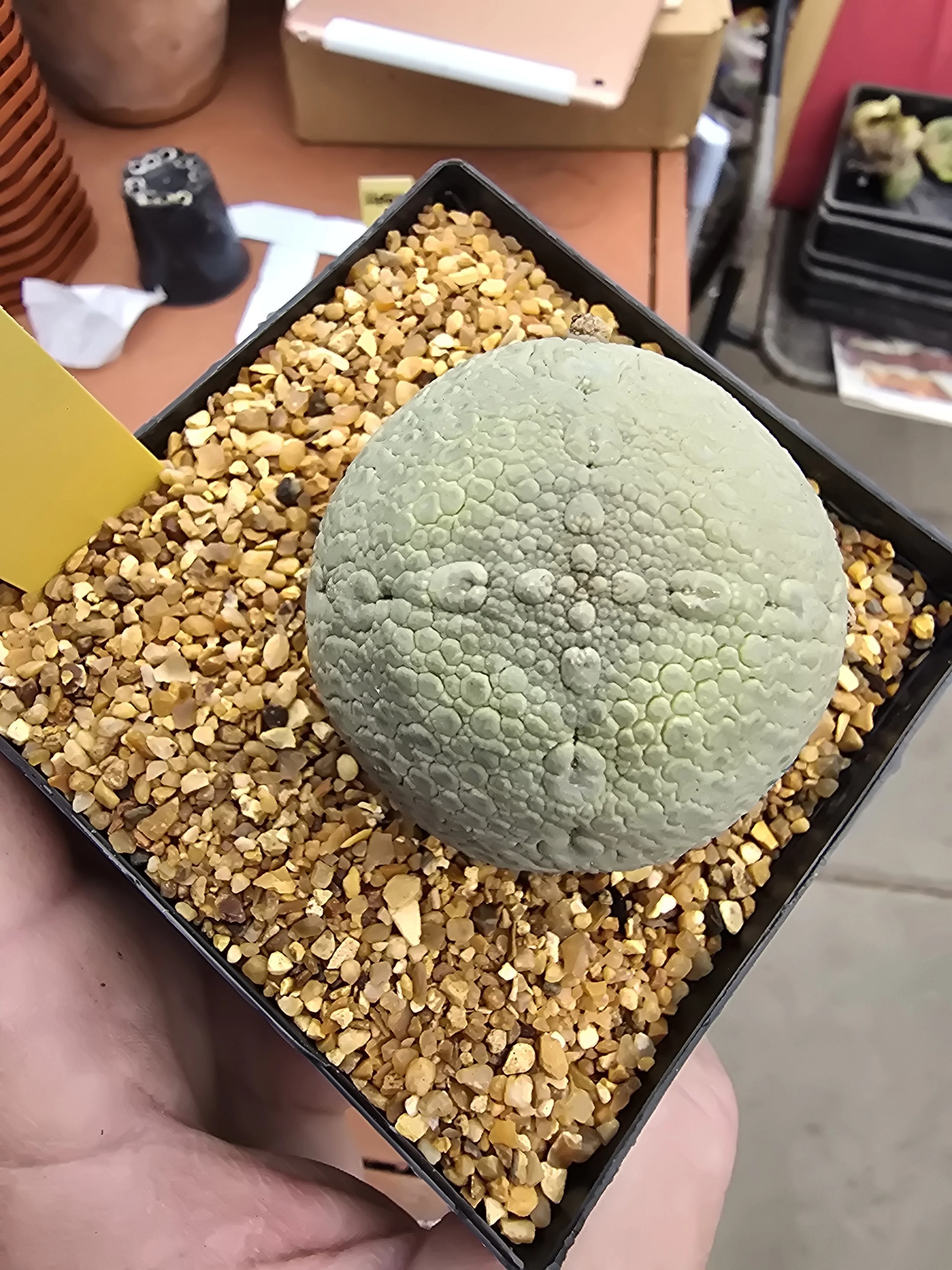PSEUDOLITHOS MIGIURTINUS