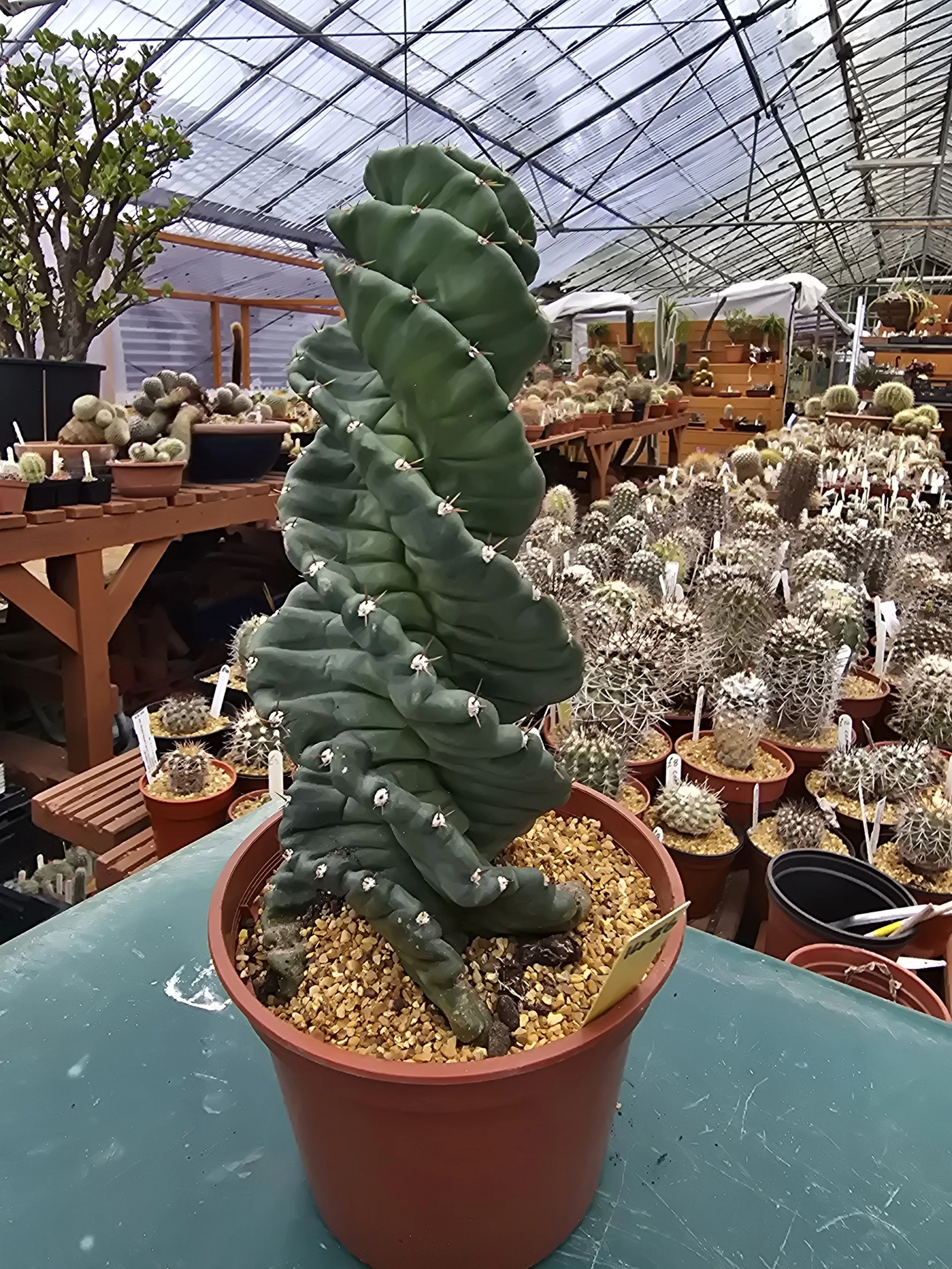 CEREUS FORBESII "SPIRALIS"