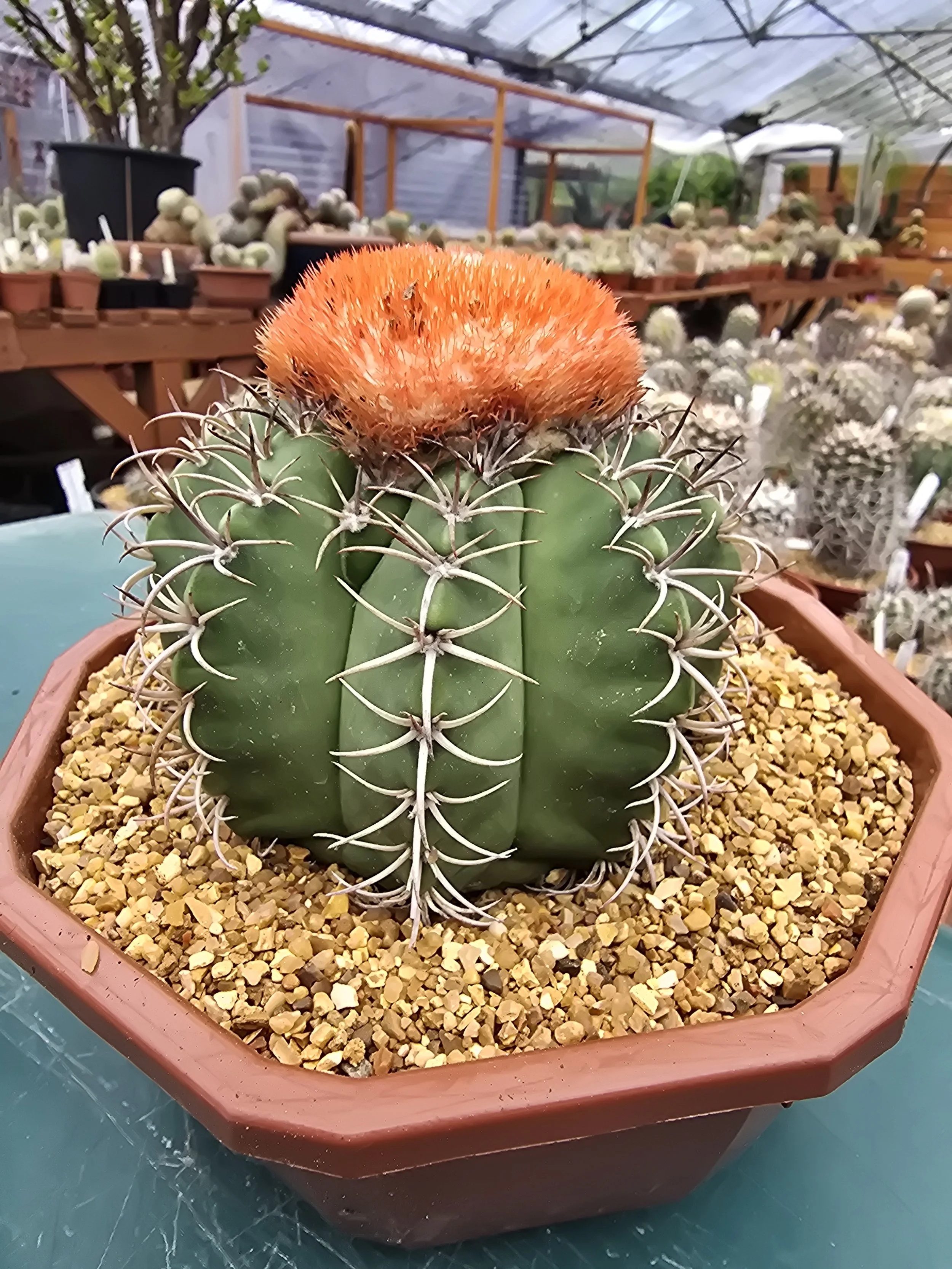 MELOCACTUS MATANZANUS