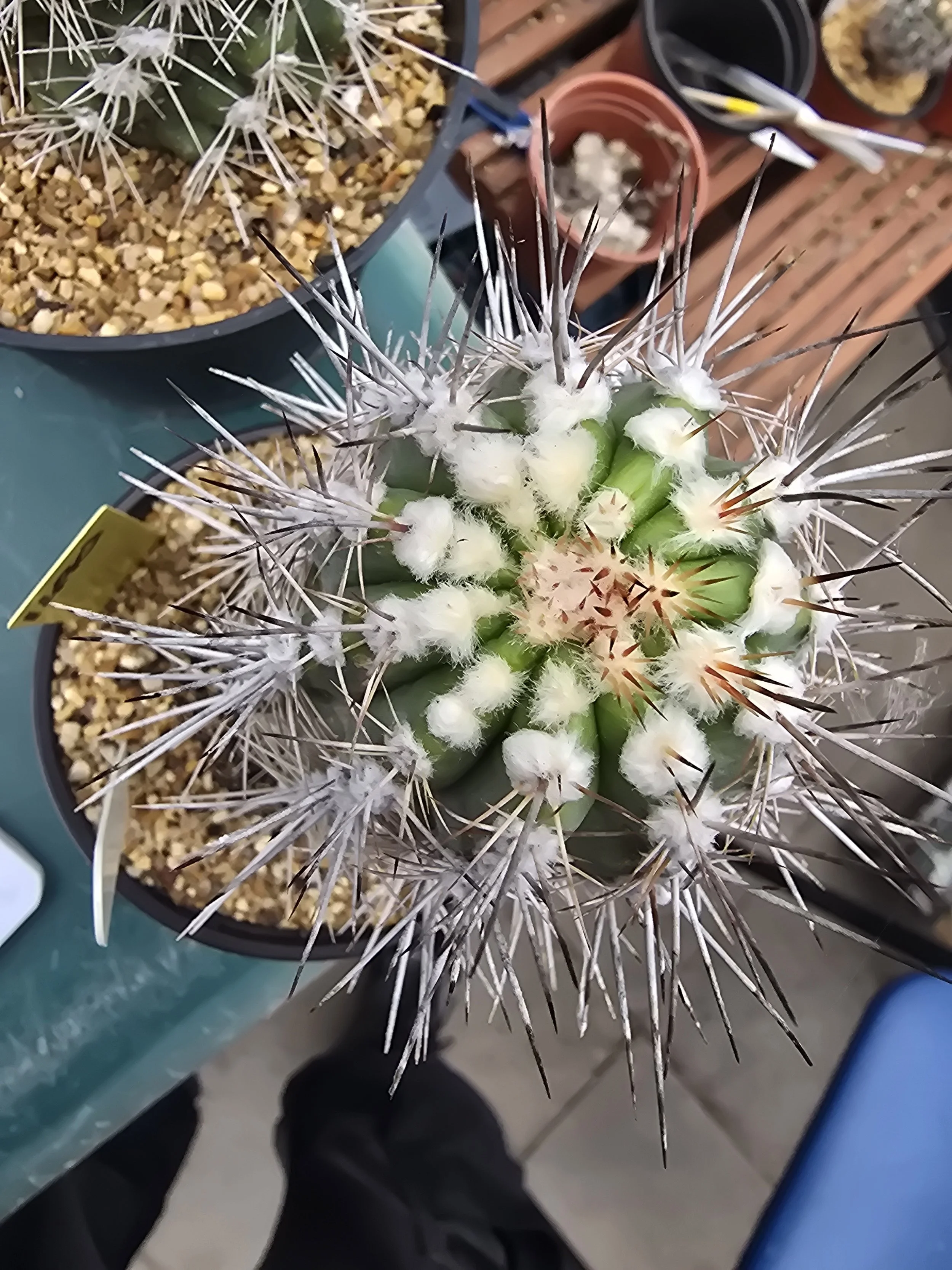 COPIAPOA