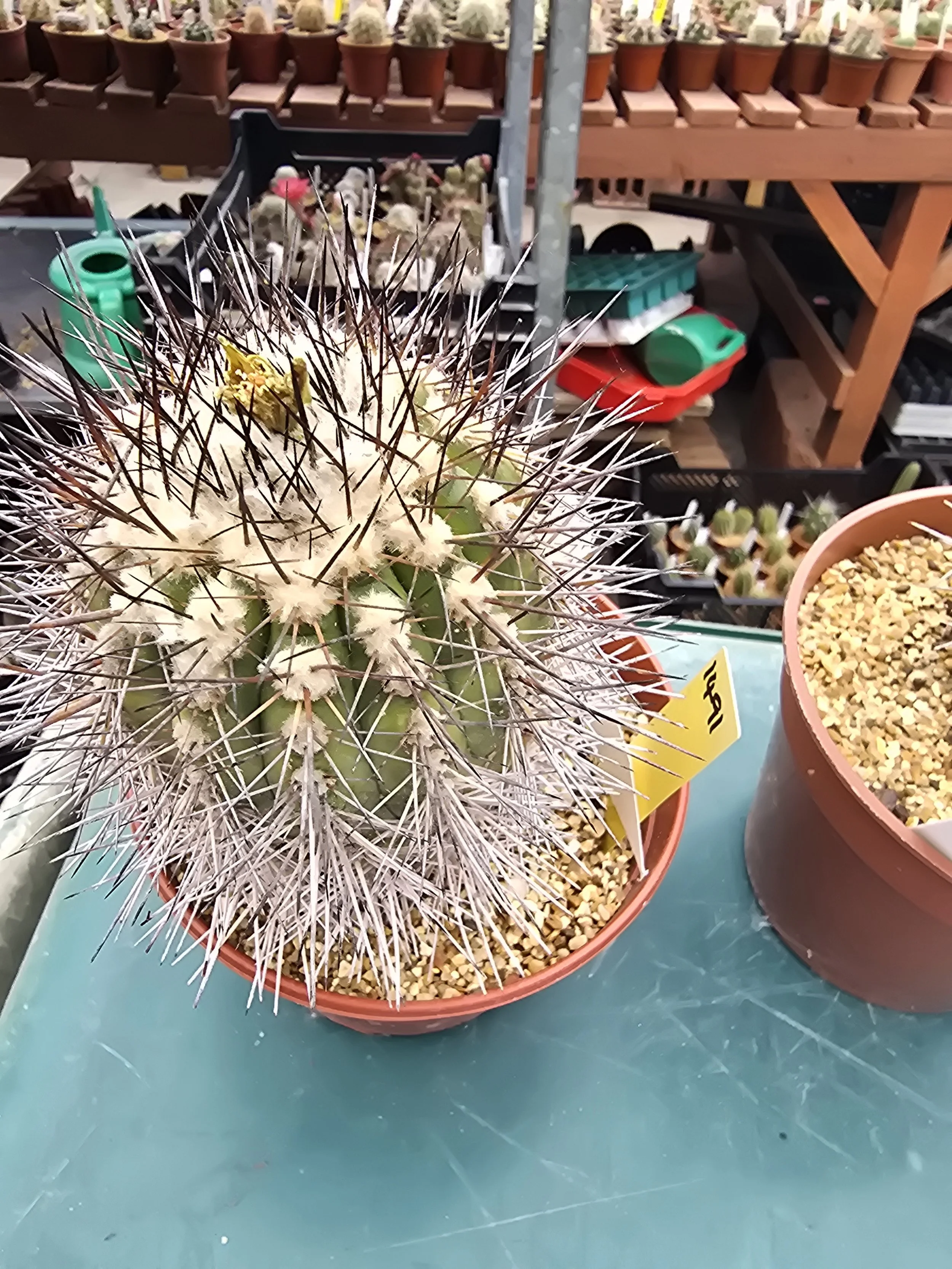 COPIAPOA