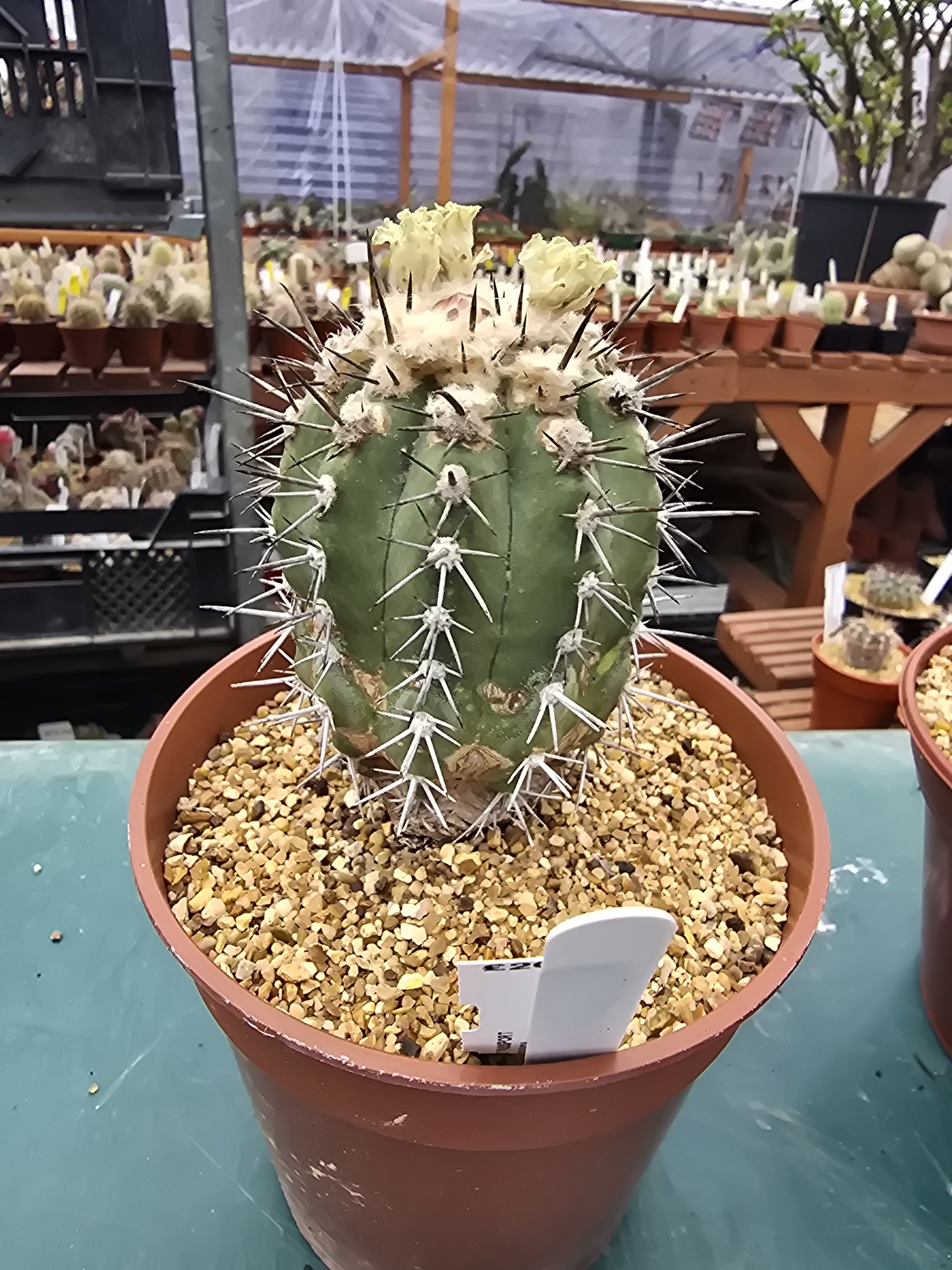COPIAPOA