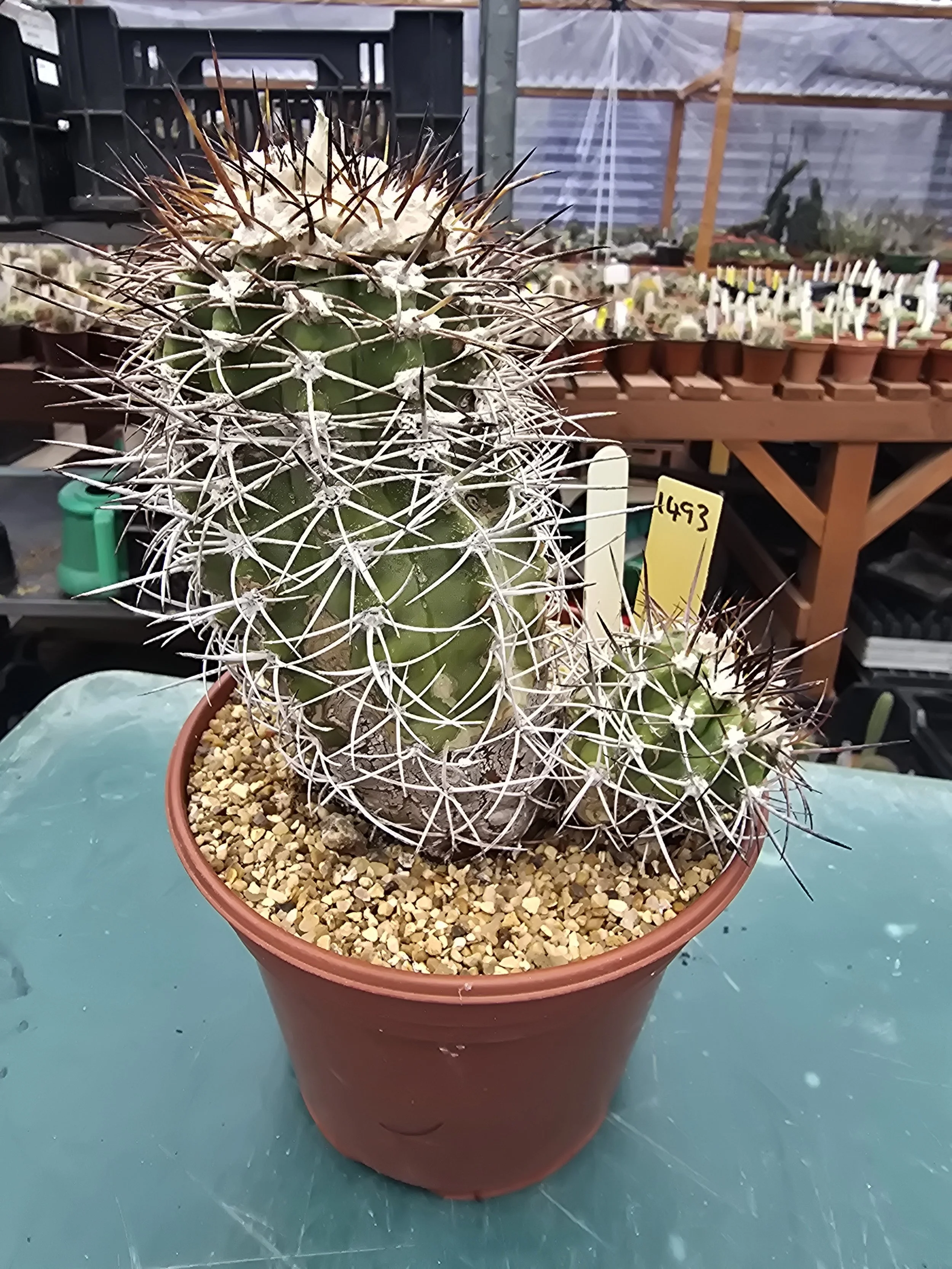 COPIAPOA