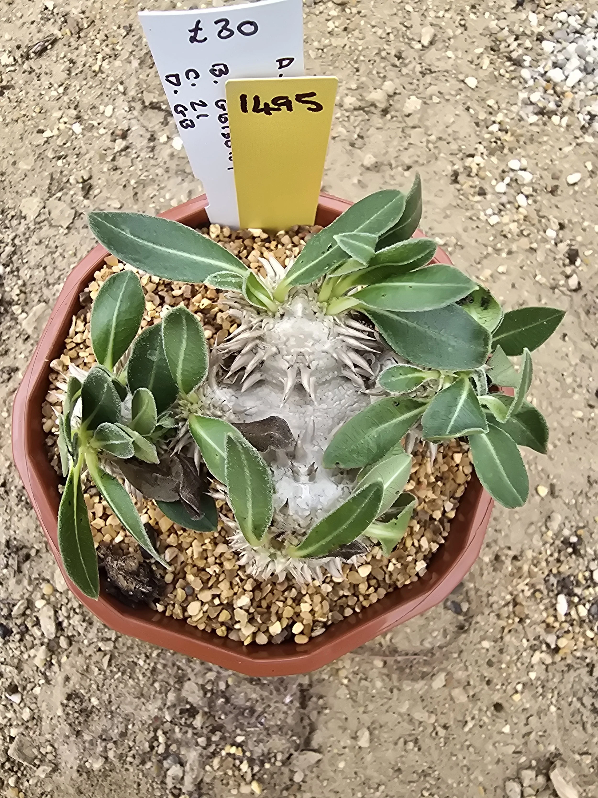 PACHYPODIUM BREVICAULE X DENSIFLORUM