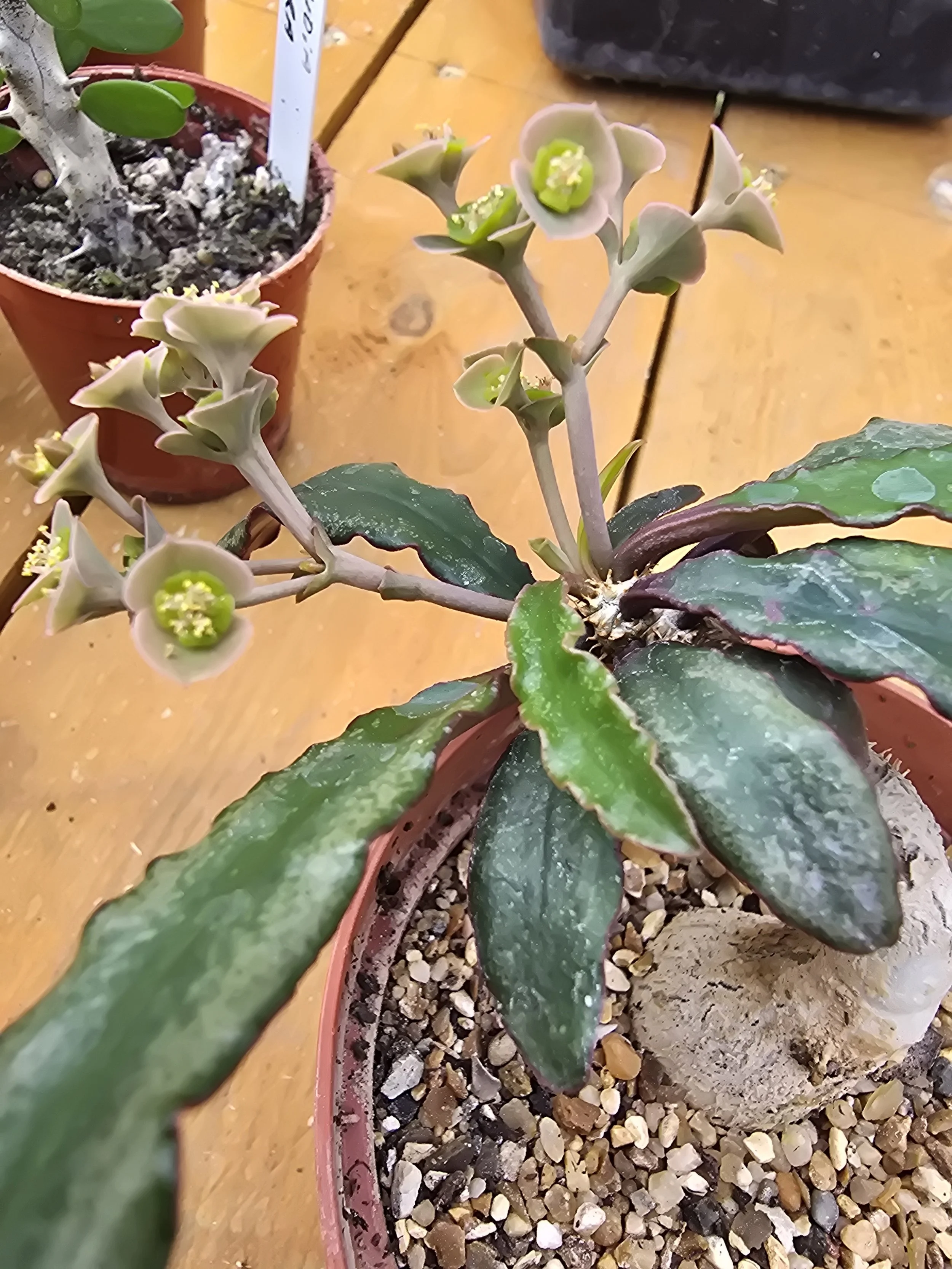Euphorbia Francoisii