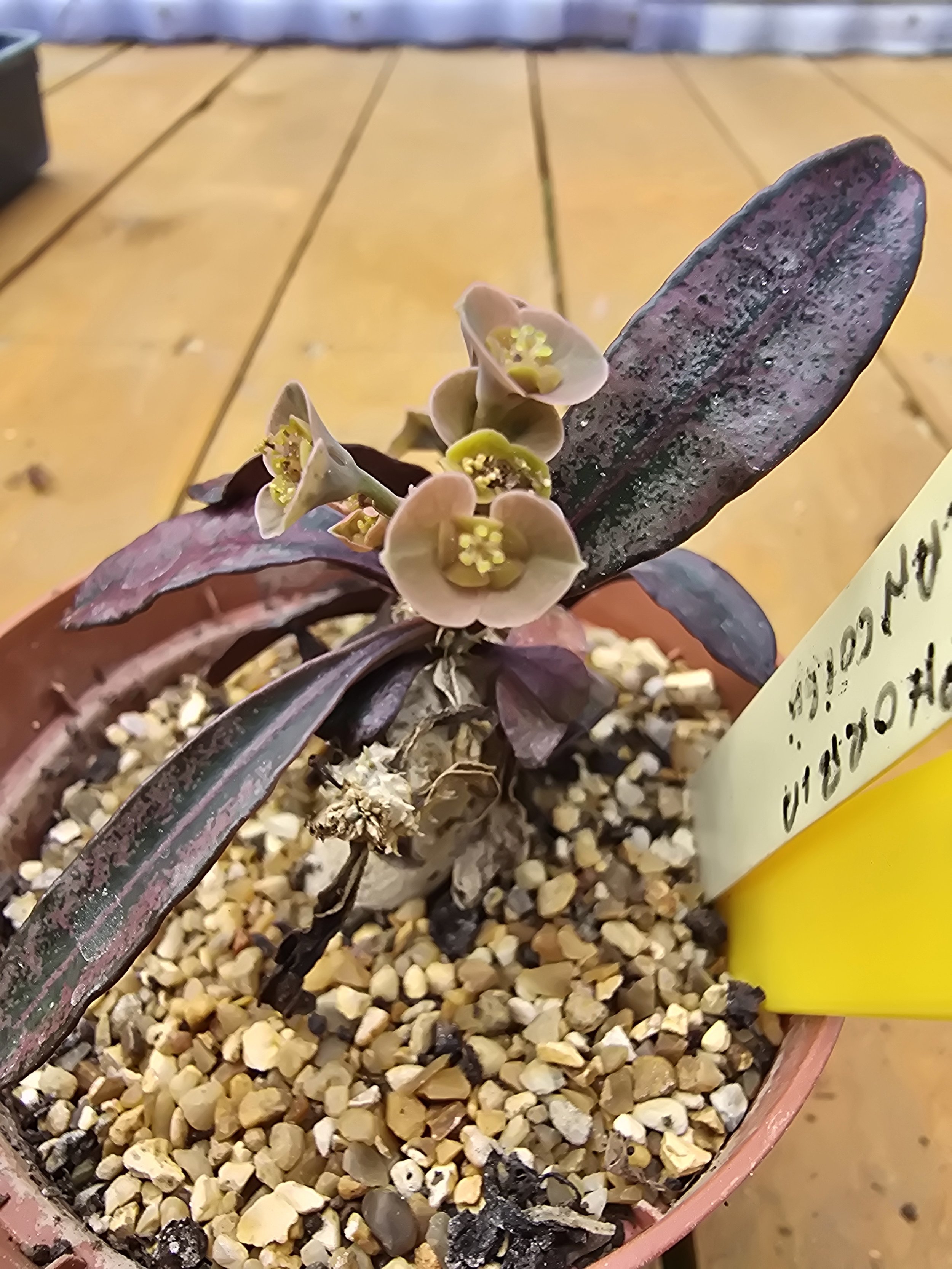 Euphorbia Francoisii