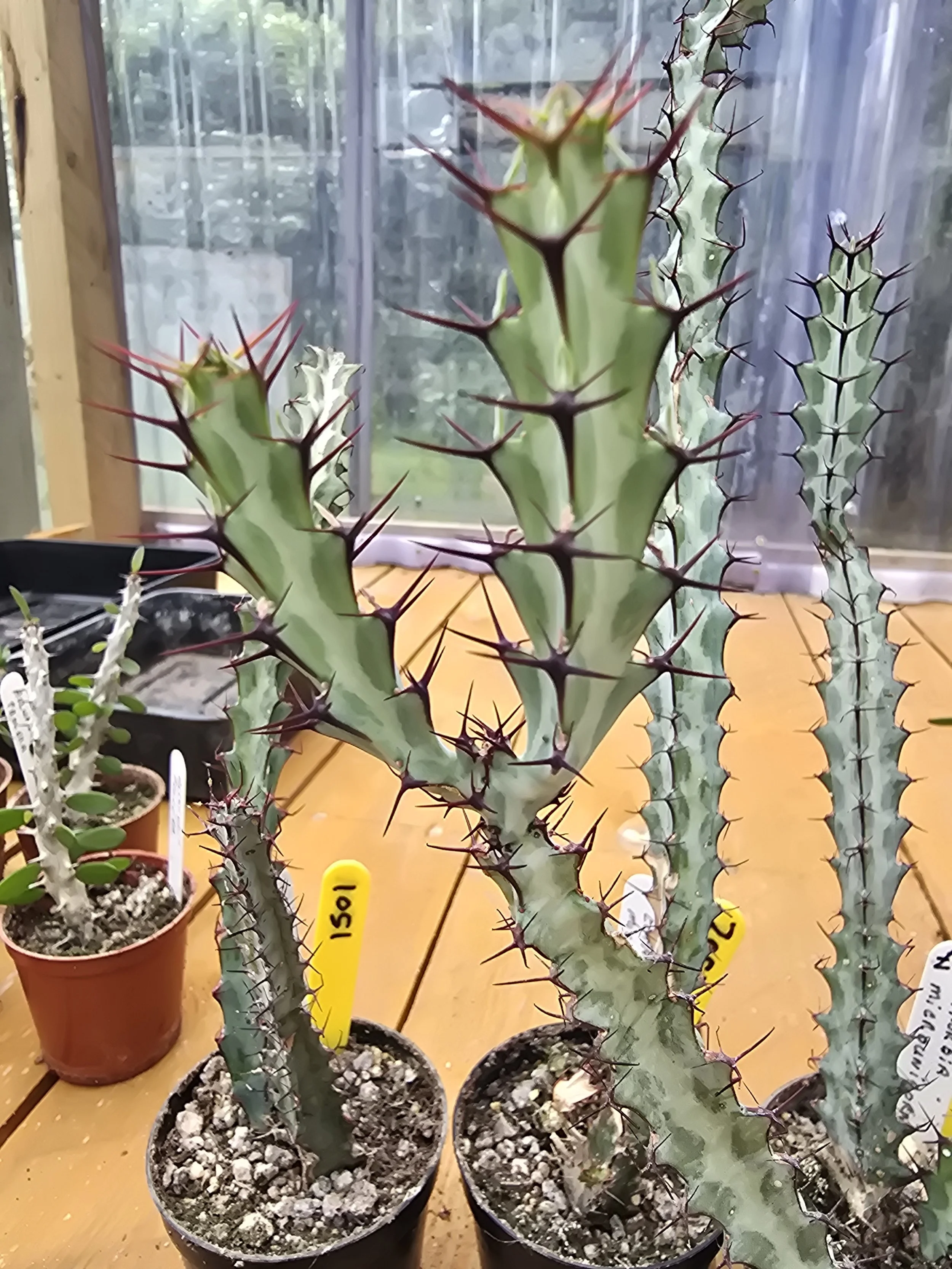 Euphorbia Microunicorn