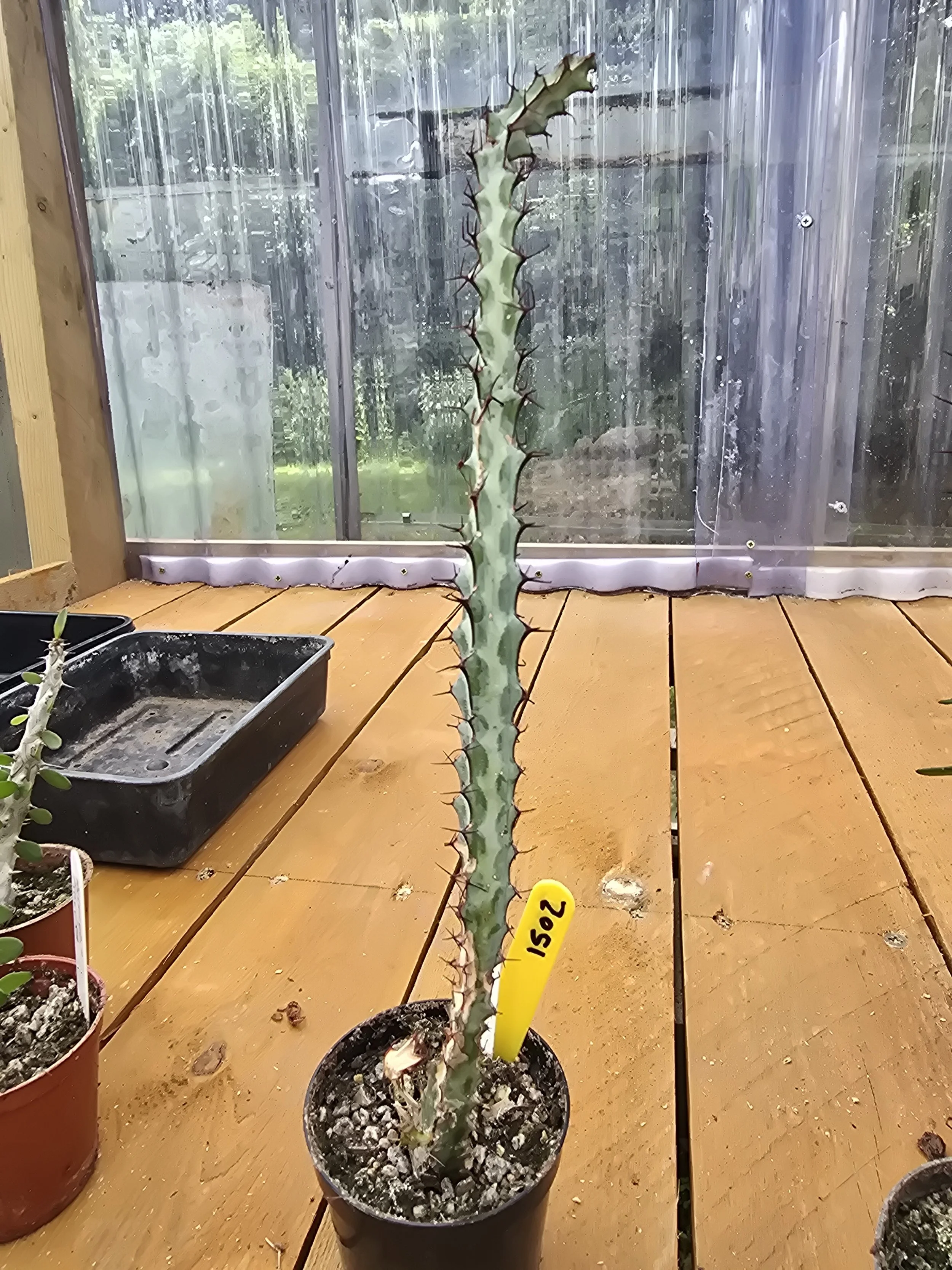 Euphorbia Microunicorn