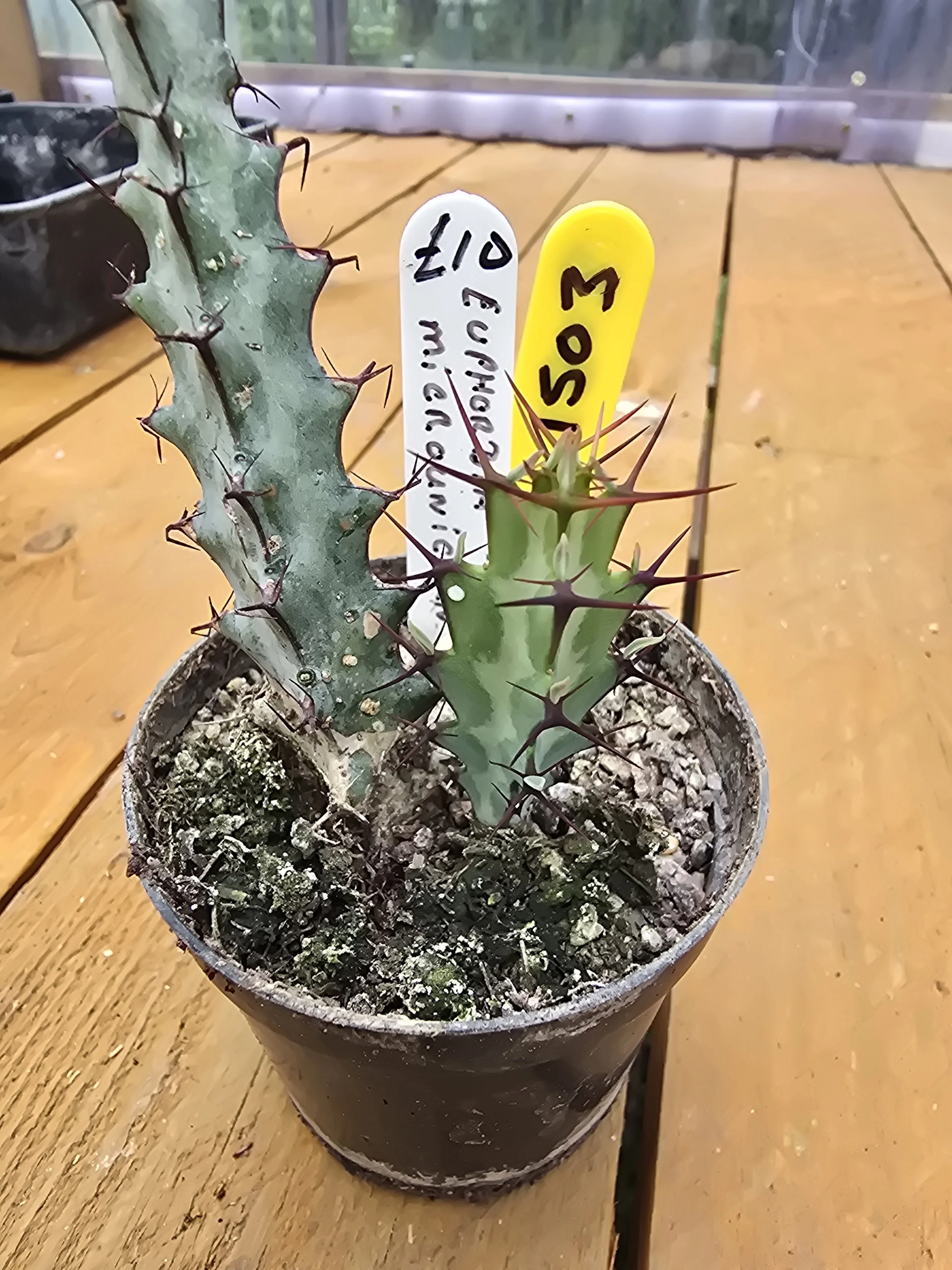 Euphorbia Microunicorn