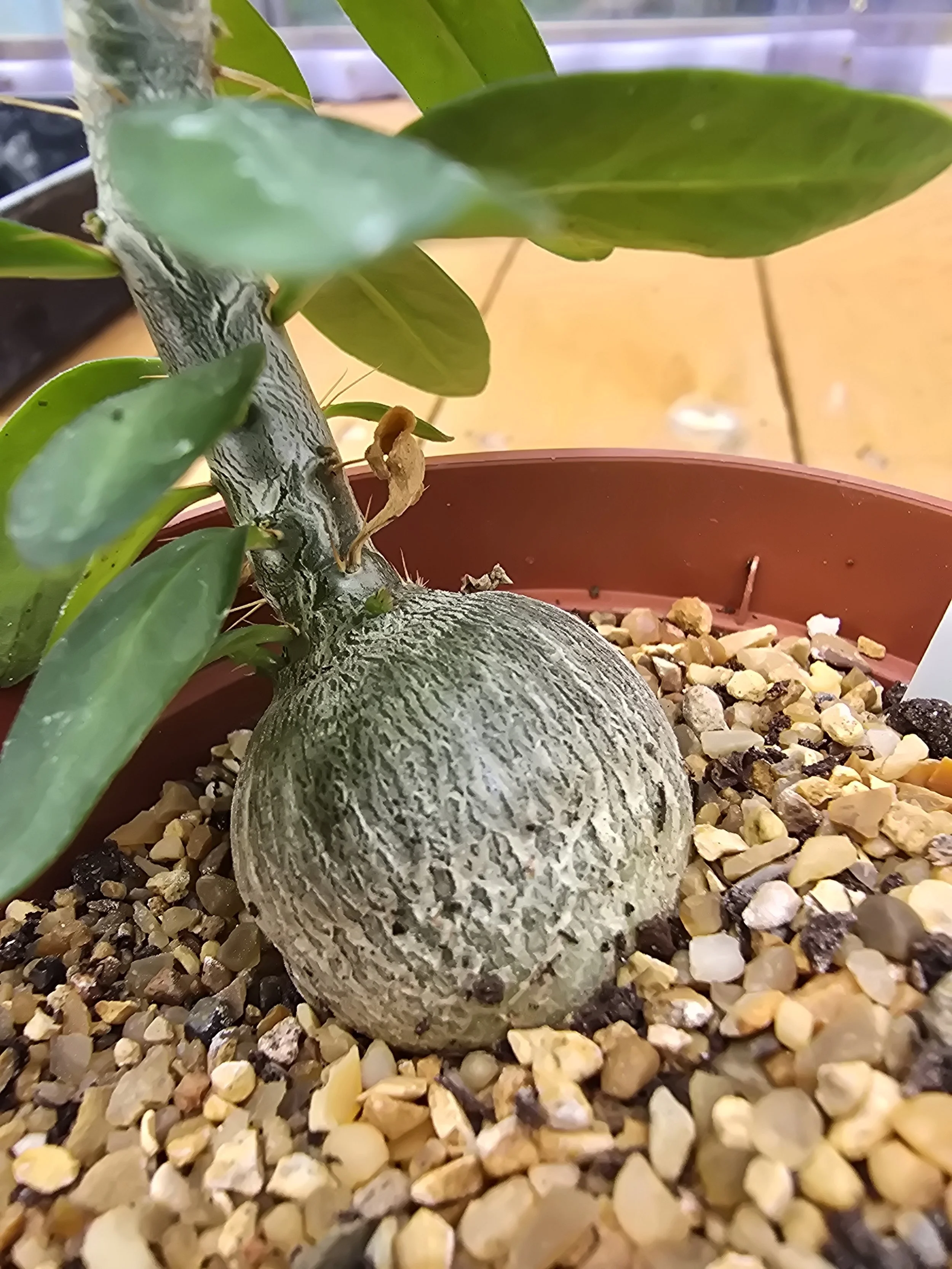 Pachypodium Succulentum