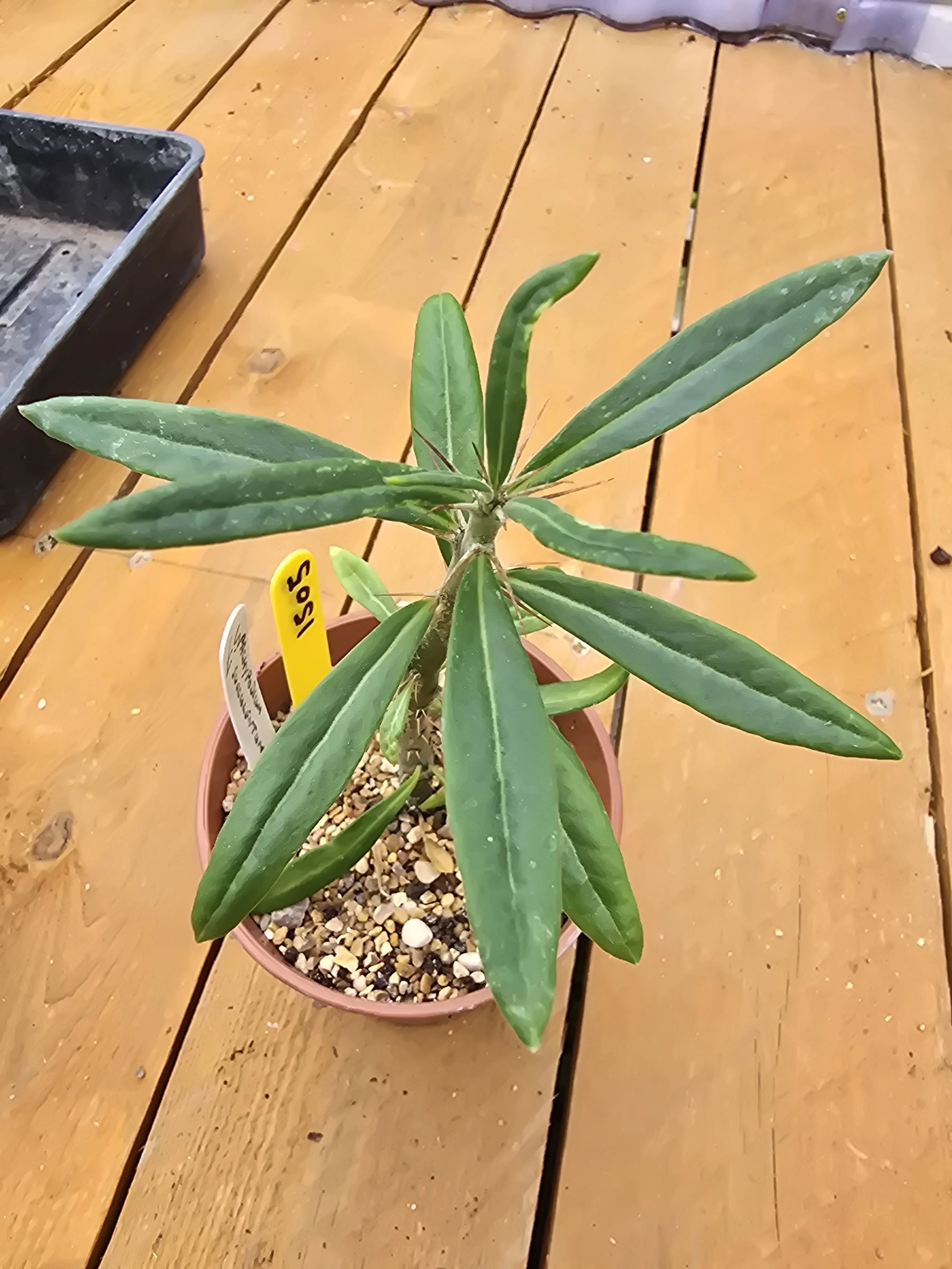 Pachypodium Succulentum