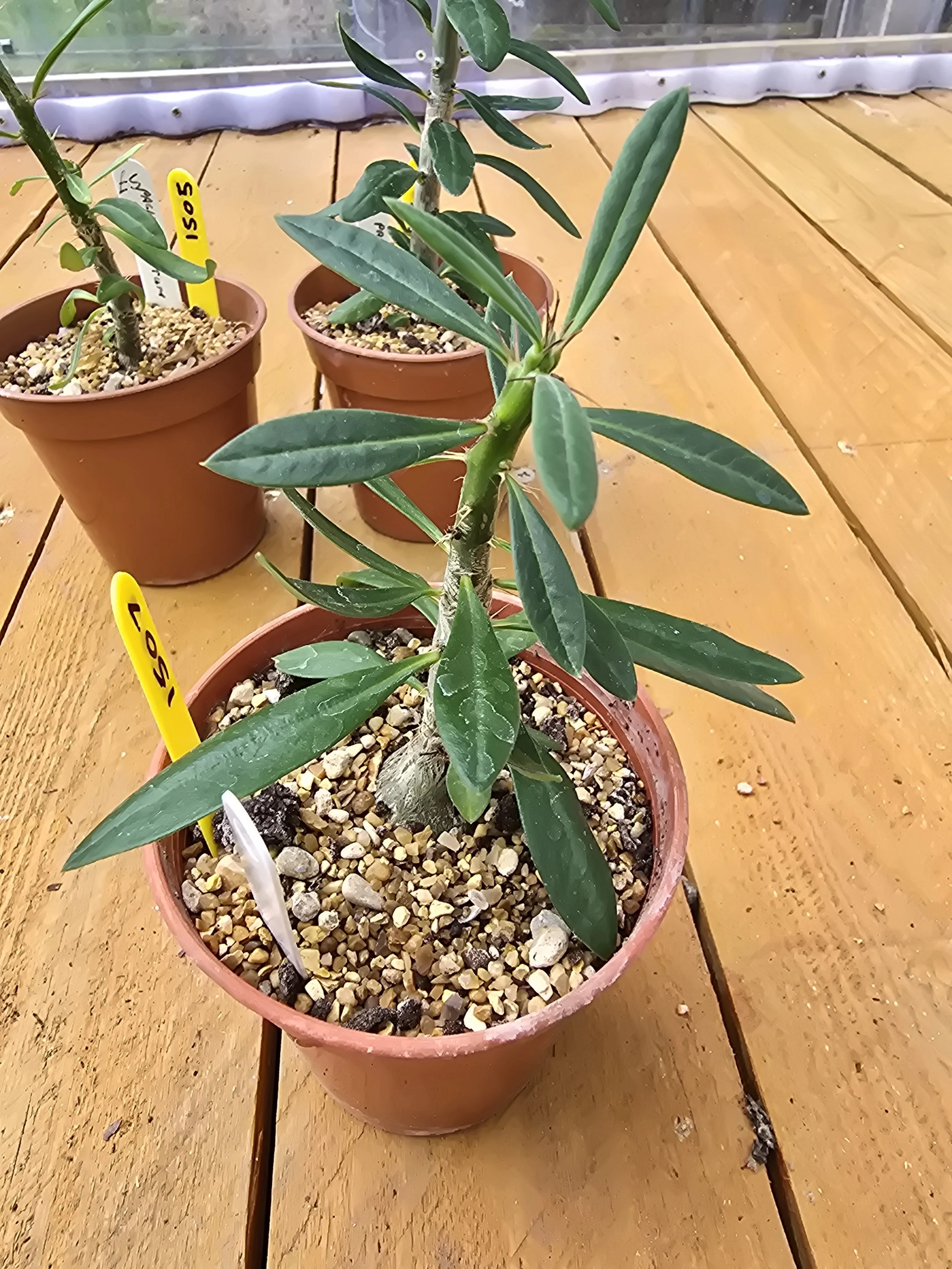 Pachypodium Succulentum