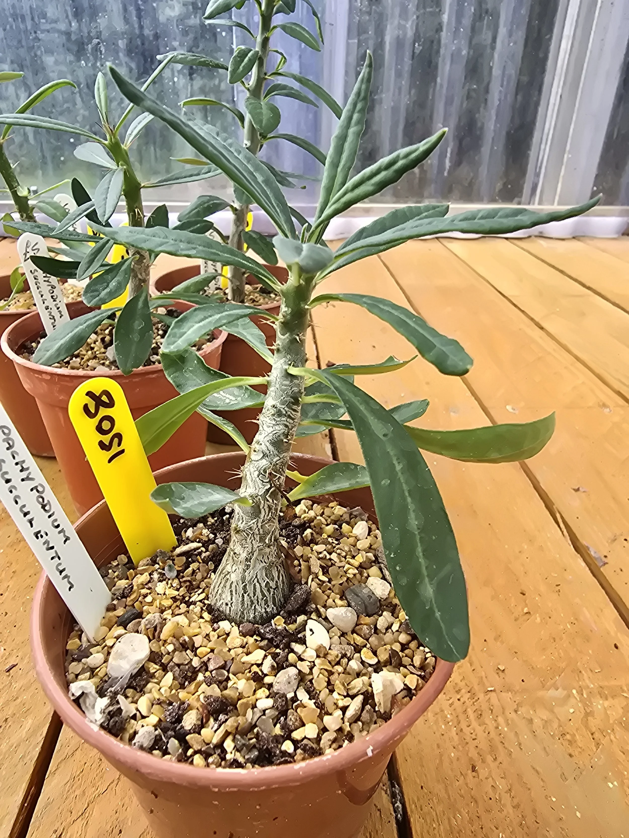 Pachypodium Succulentum