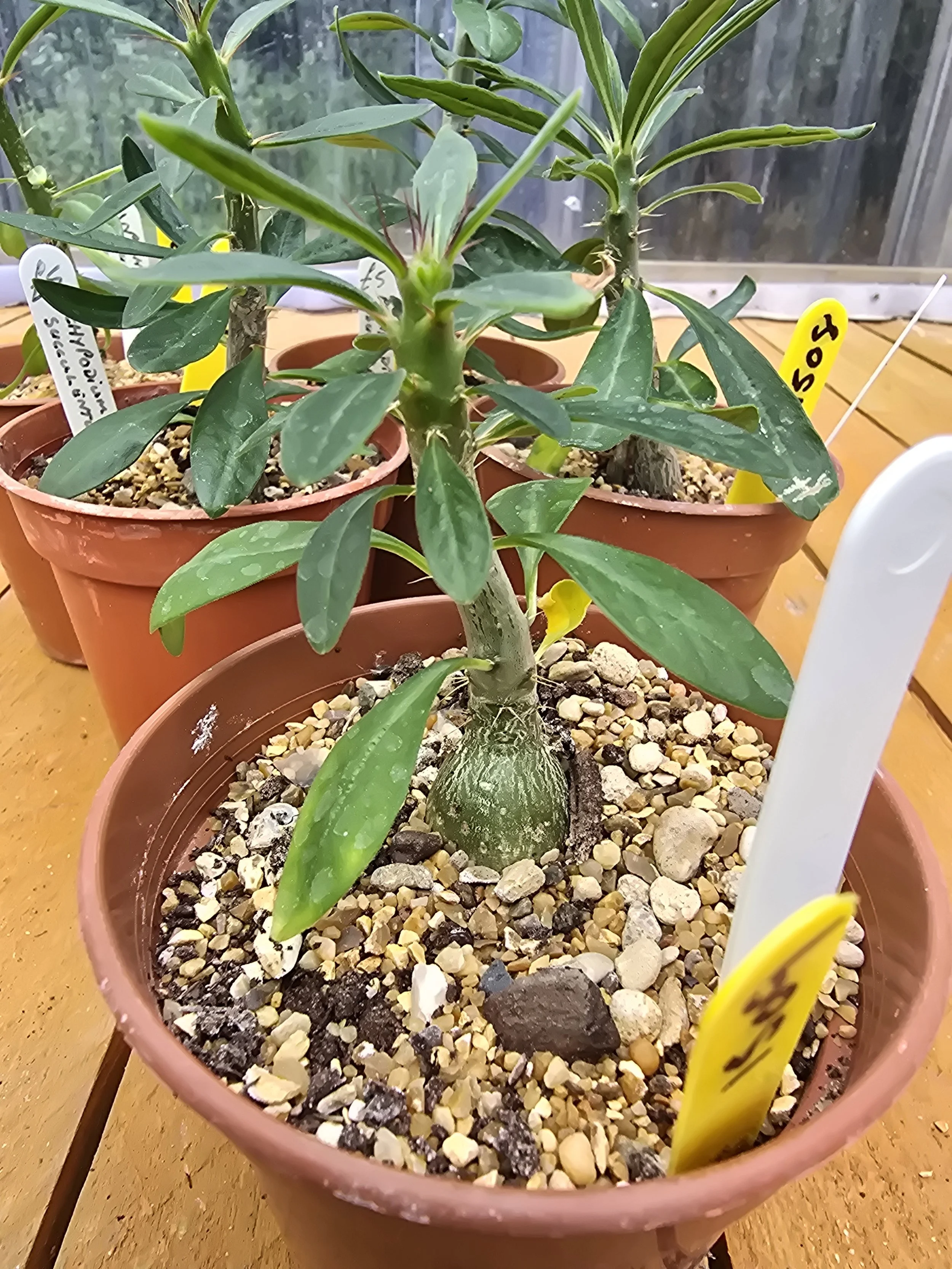 Pachypodium Succulentum