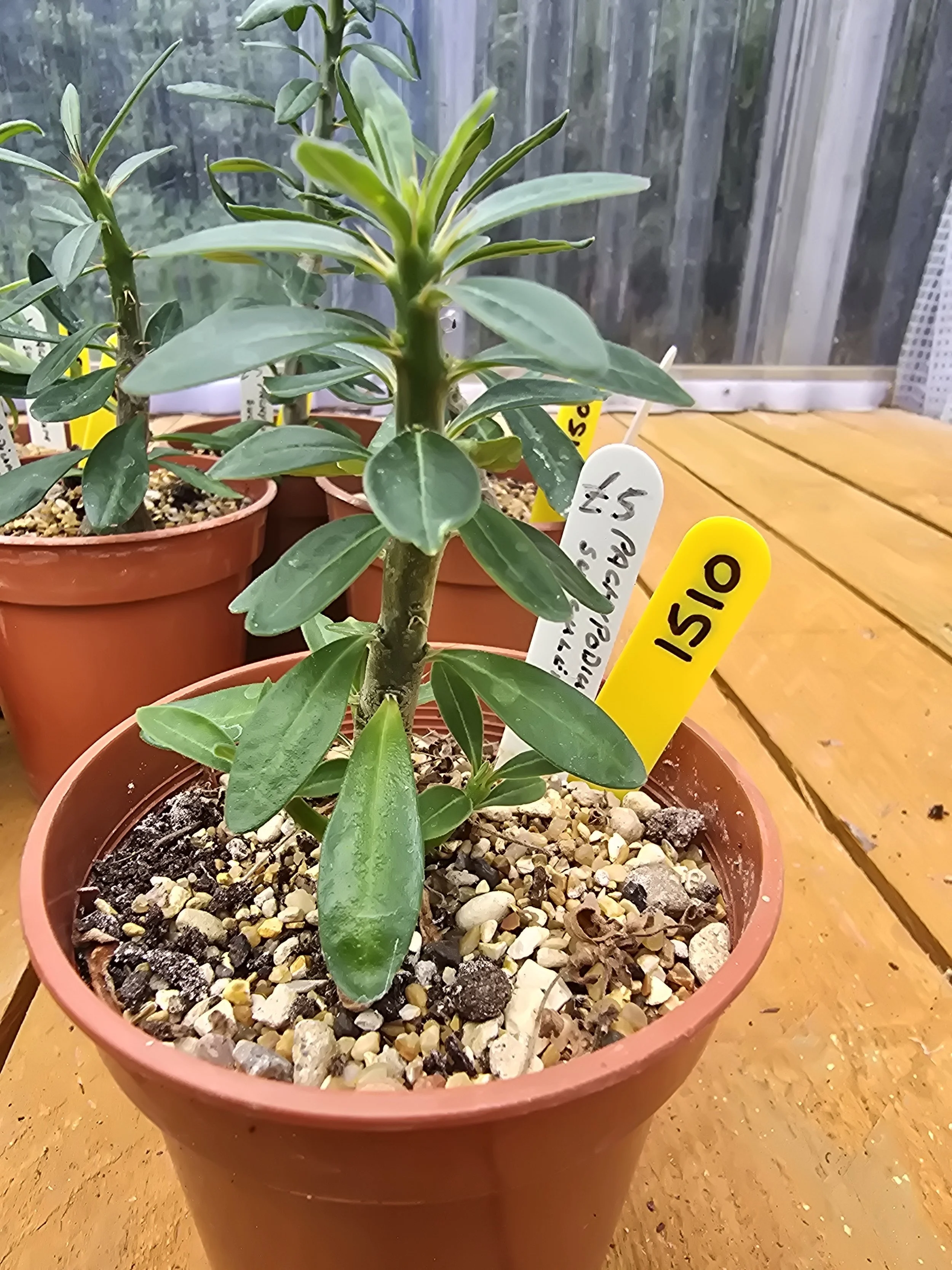 Pachypodium Succulentum
