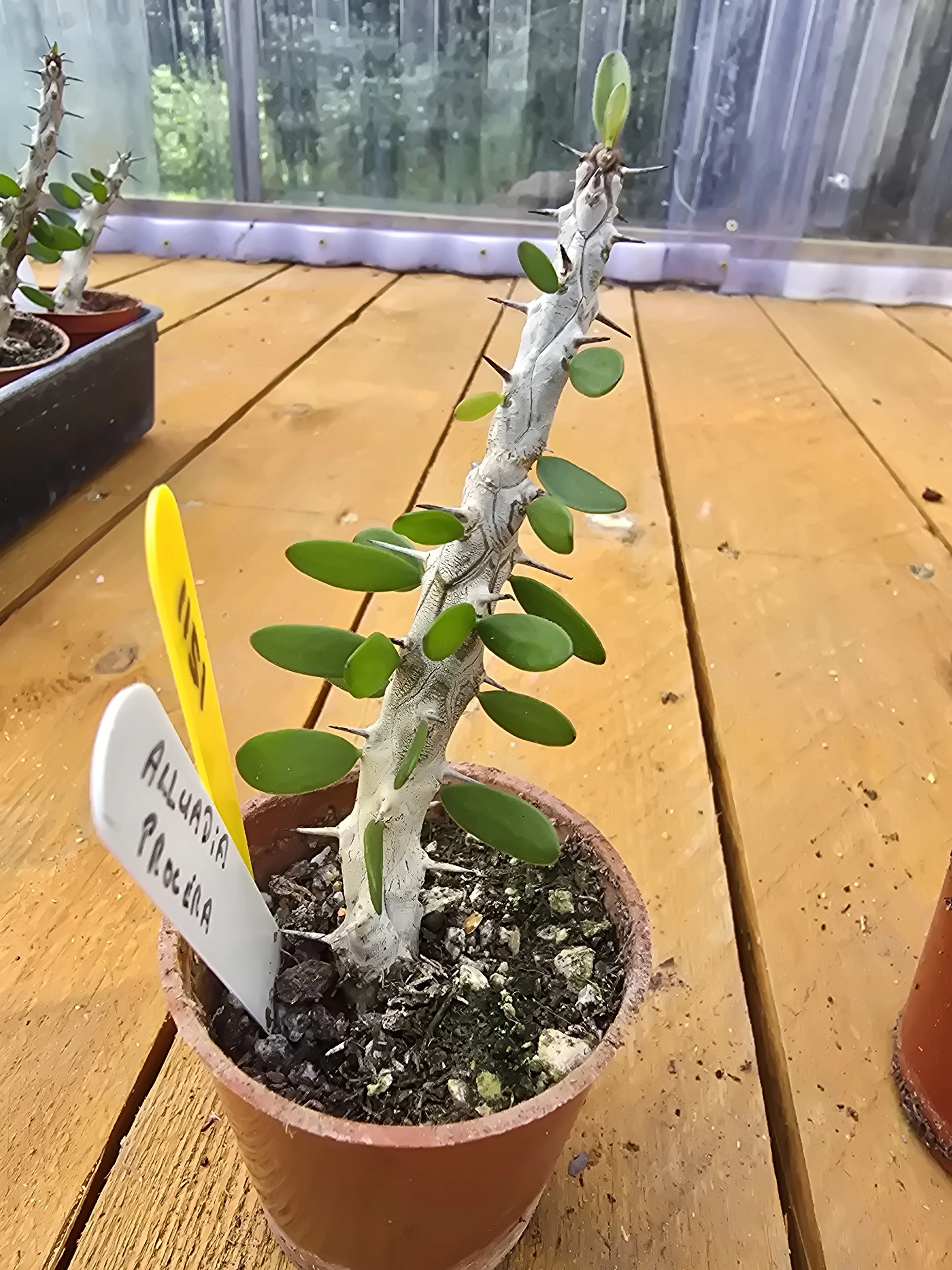 Alluadia Procera