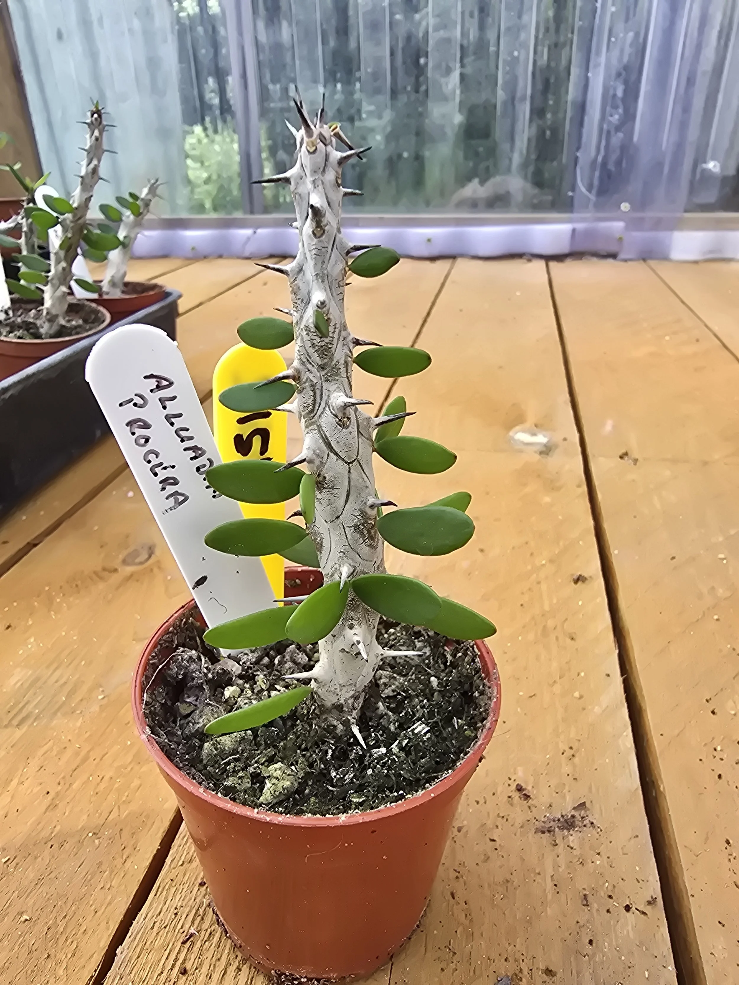 Alluadia Procera