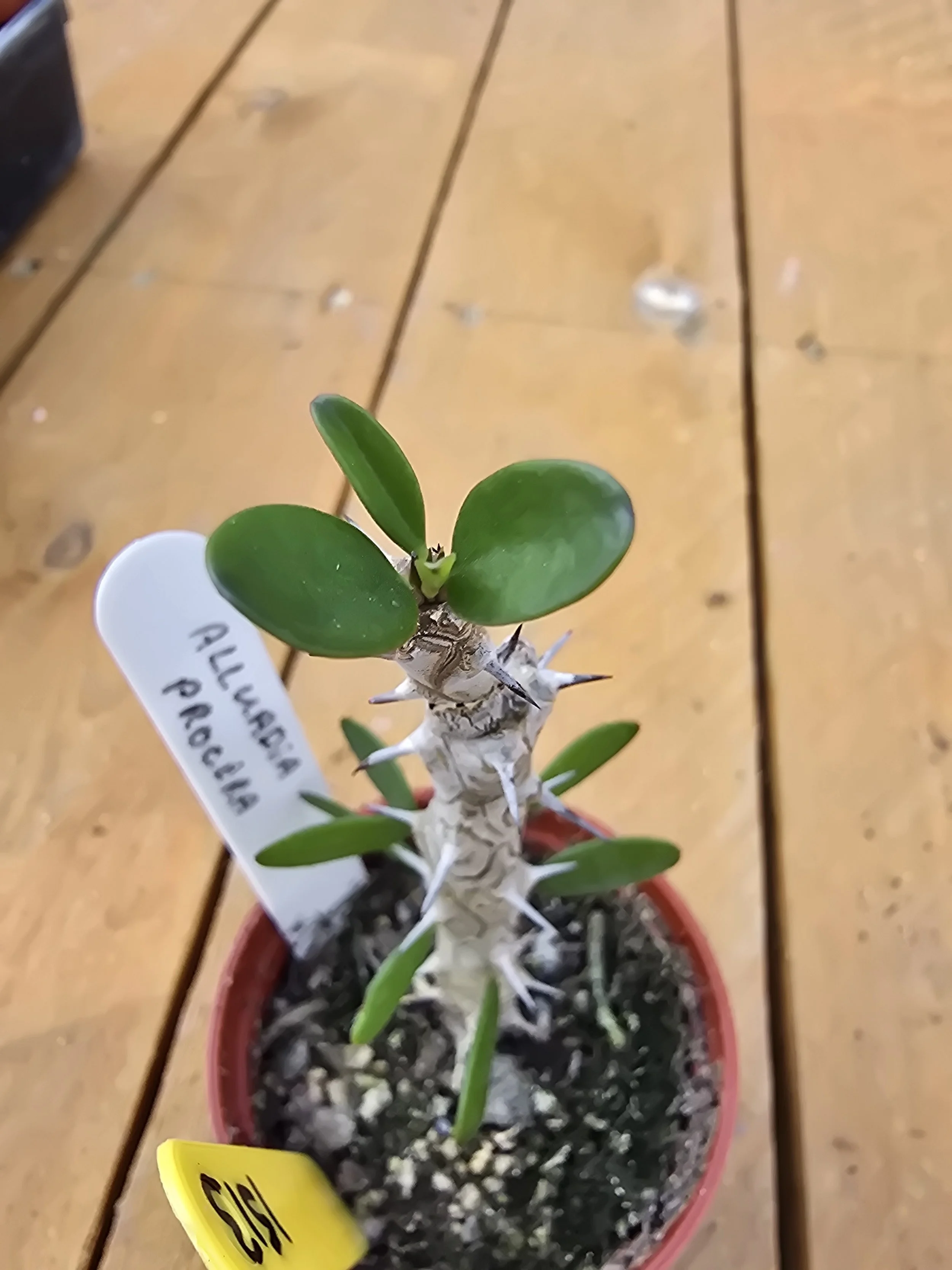 Alluadia Procera