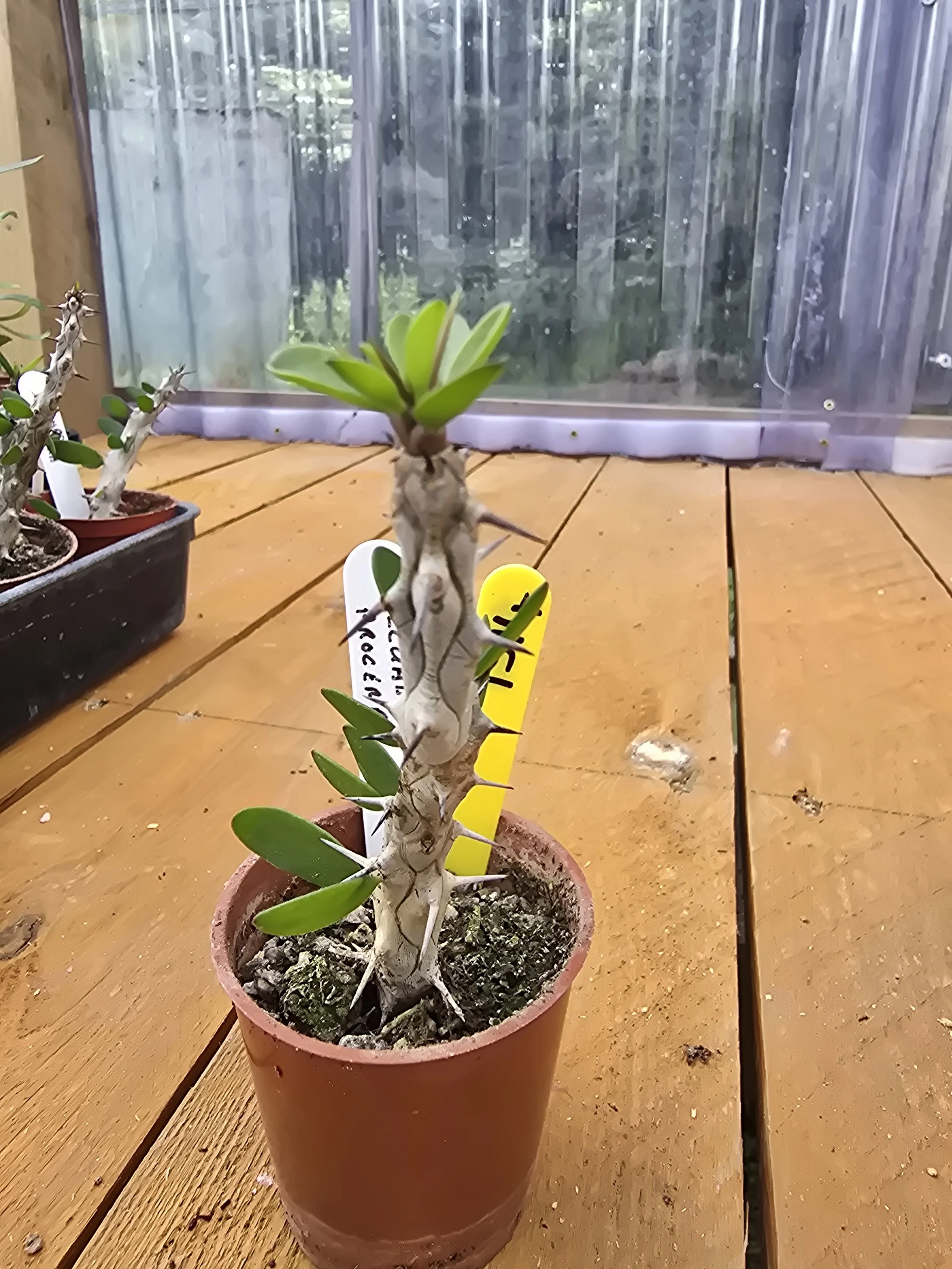 Alluadia Procera