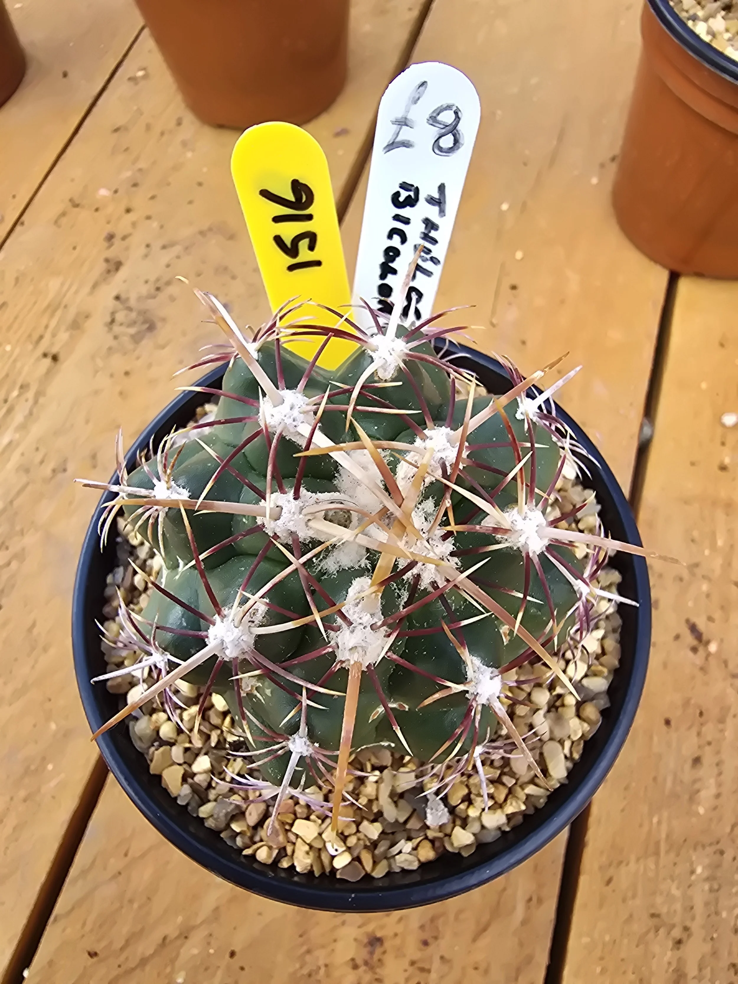 Thelocactus Bicolor v. commodus