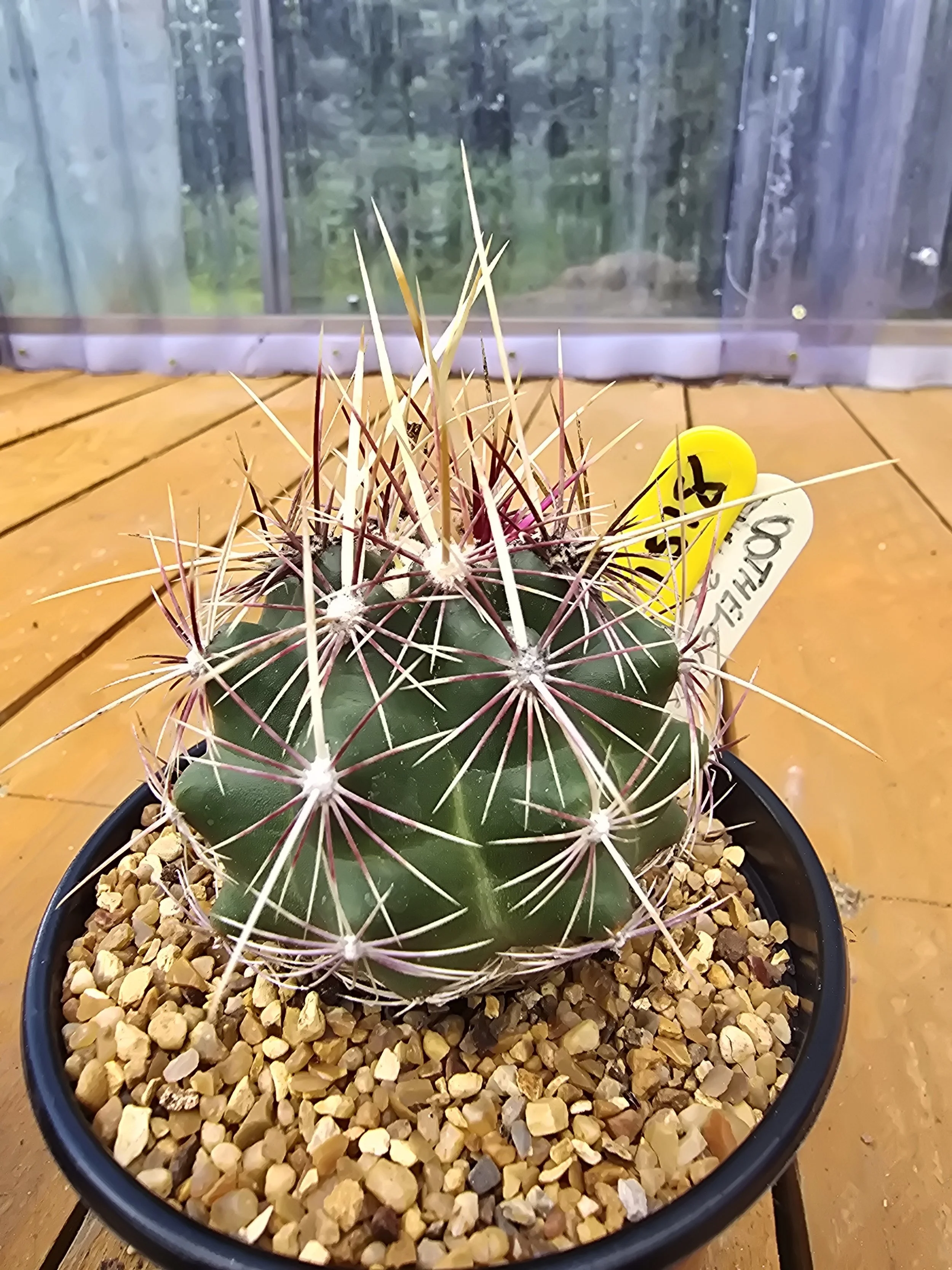 Thelocactus Bicolour v. Texensis