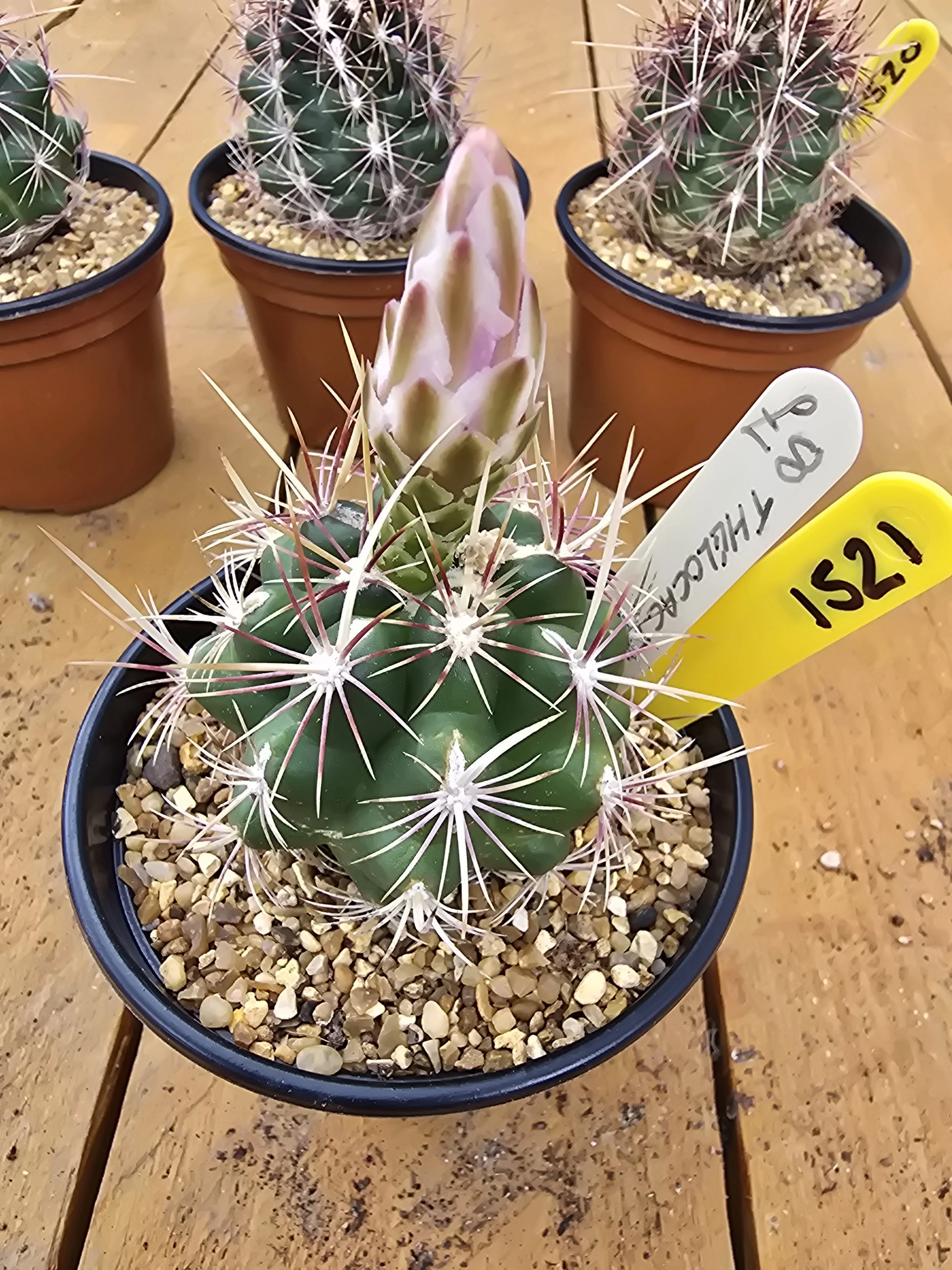 Thelocactus Bicolor