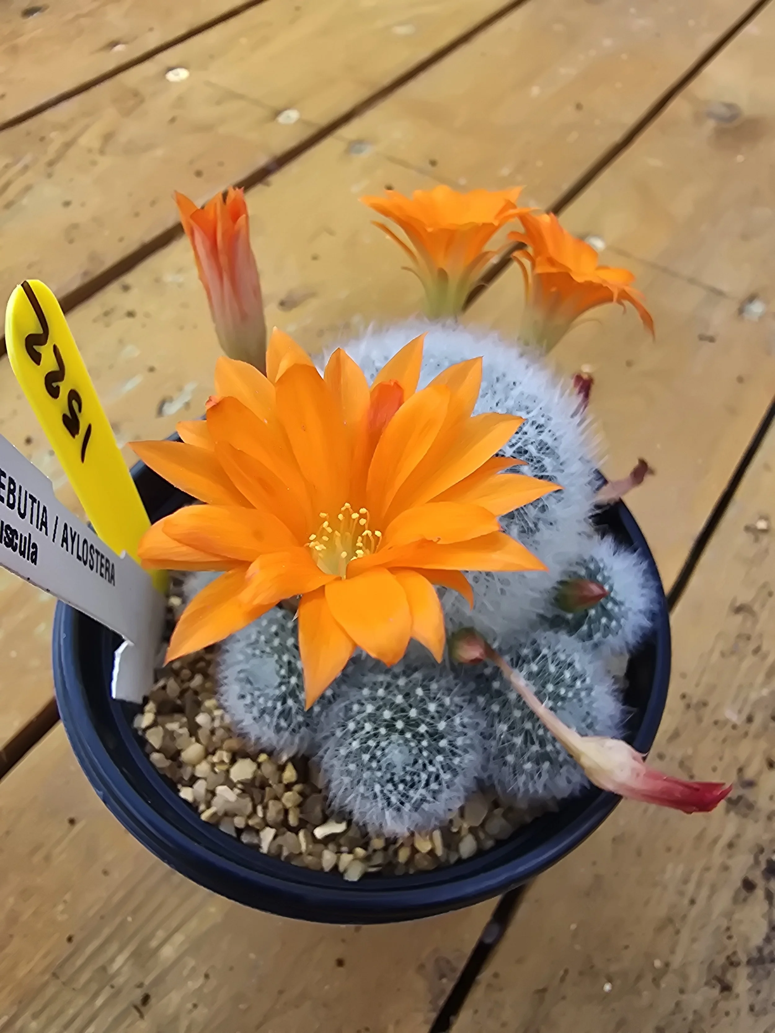 Rebutia Aylostera Muscula
