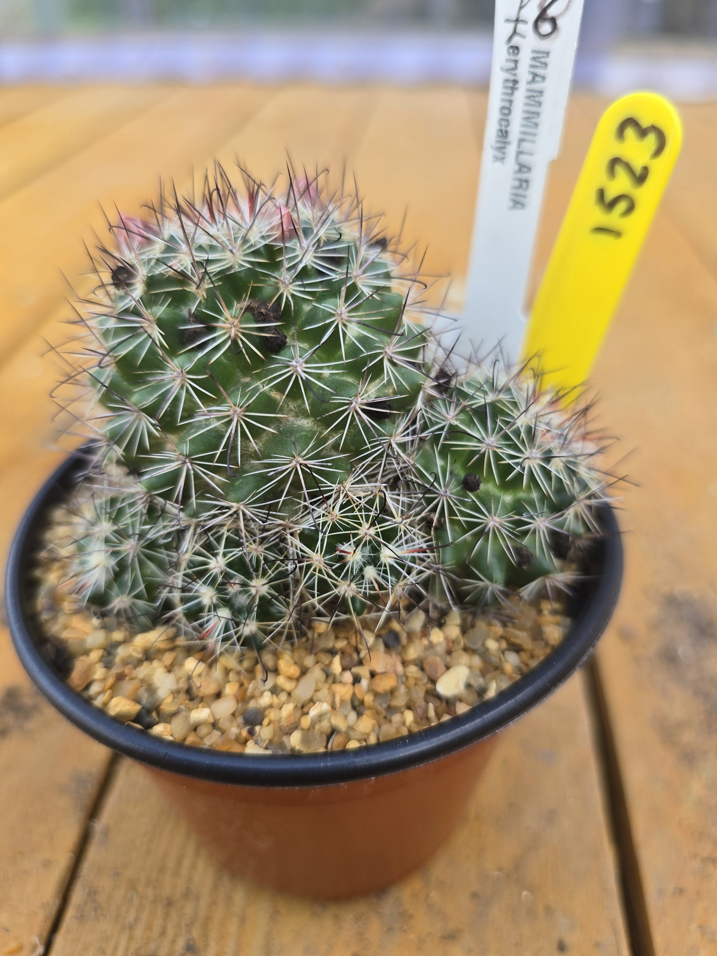 Mammillaria Erythrocalyx